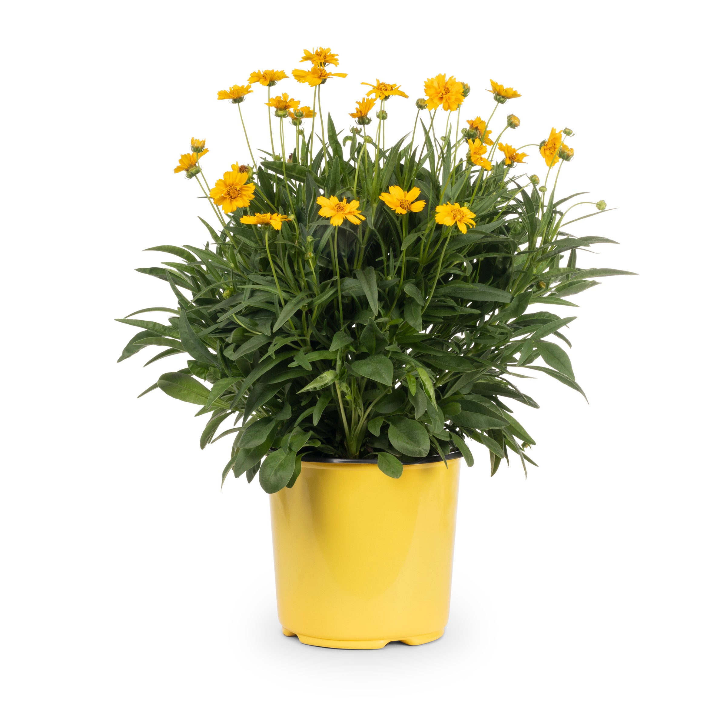Lowe's 418170 perennials - View #9