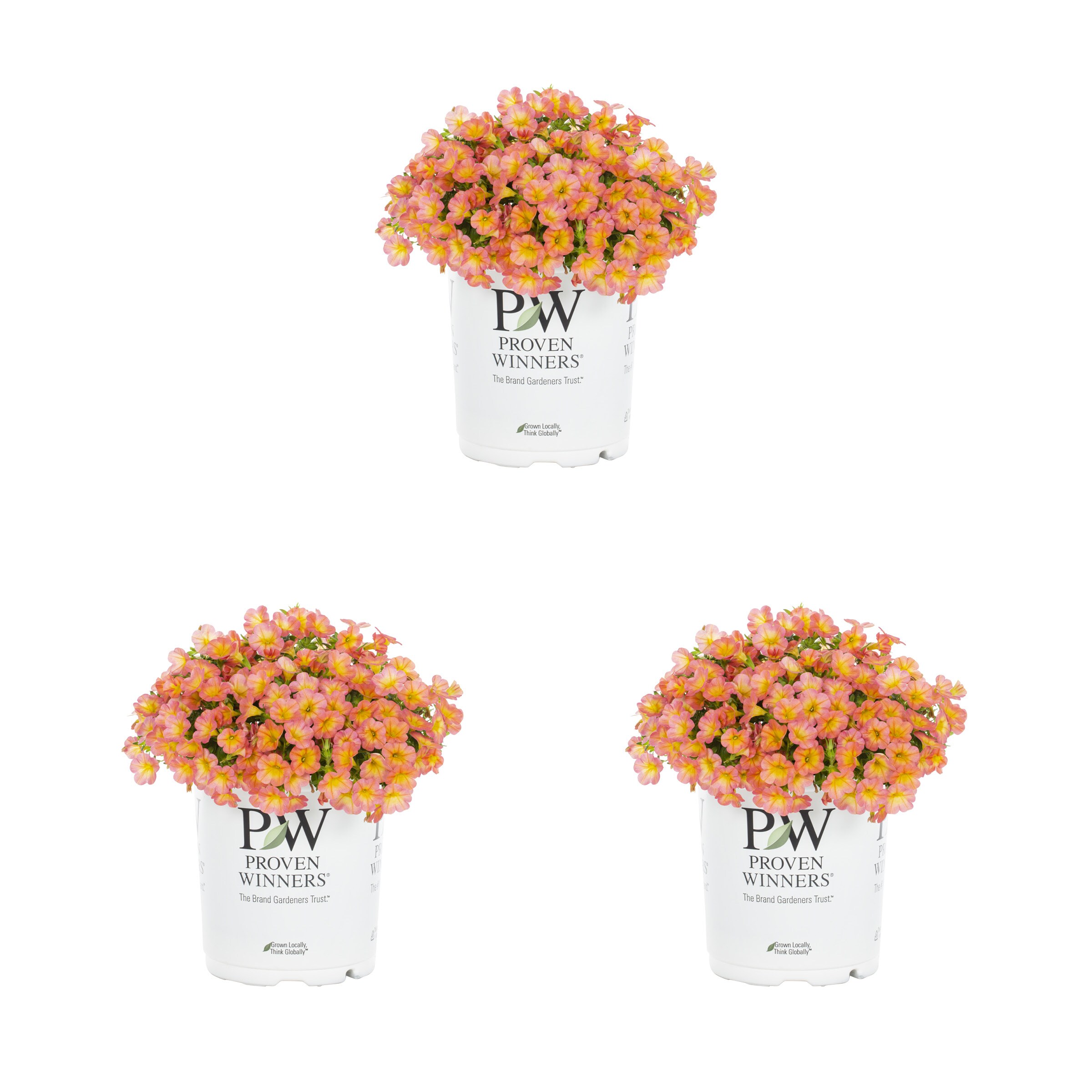 Proven Winners 4897 Multicolor Calibrachoa in 2 Quart(s) Pot 3 -Pack