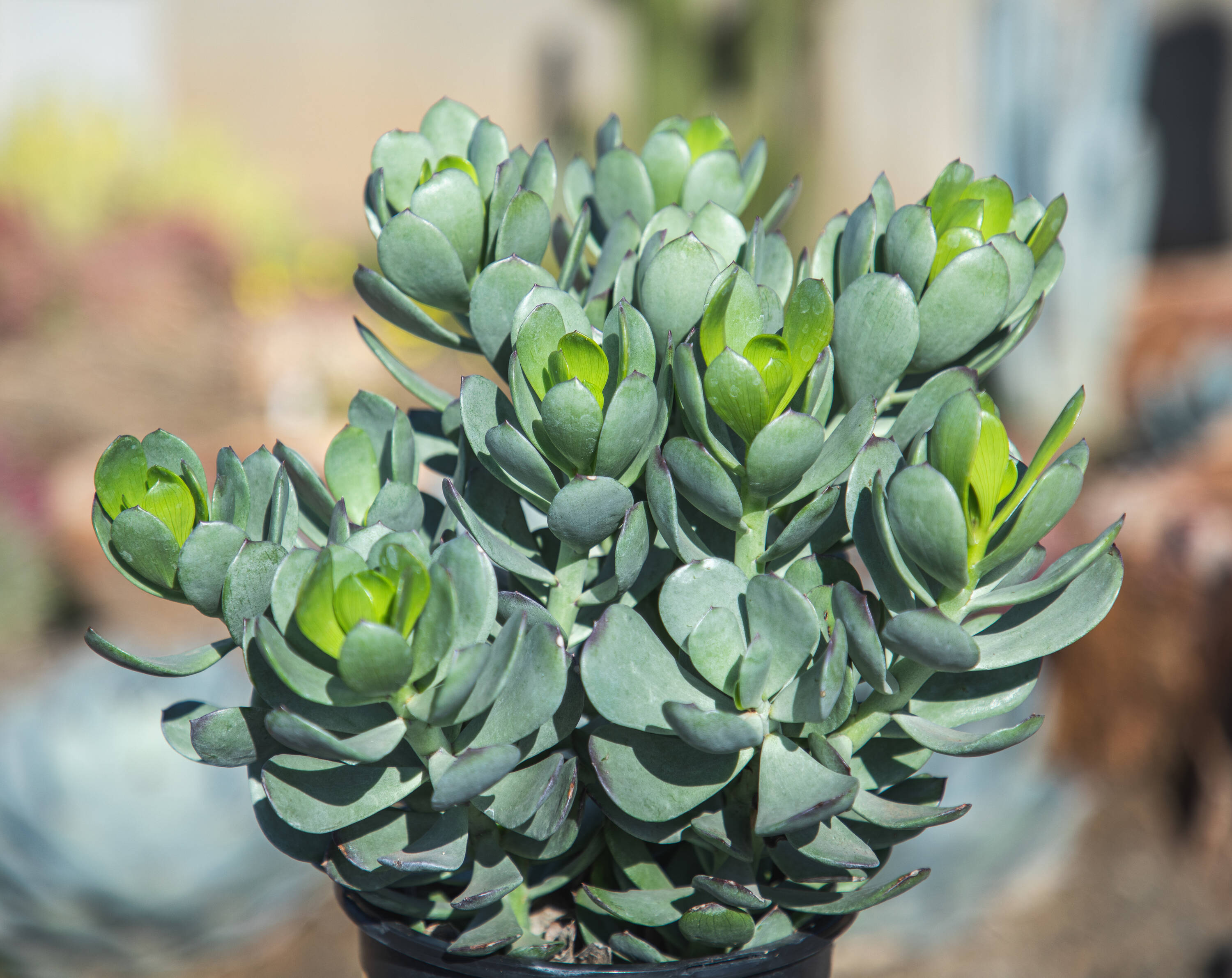 Altman Plants Amani Senecio in 2.5-Quart Pot in the Succulents department  at Lowes.com