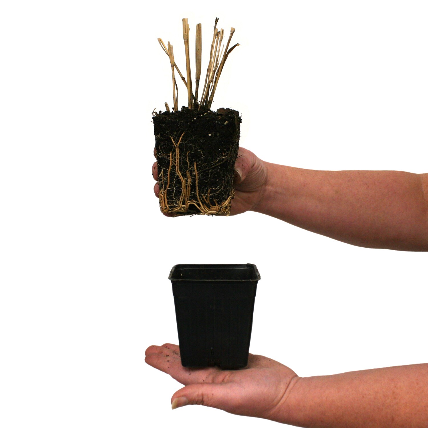 Van Zyverden 84589 Plant-Bulbs - View #4