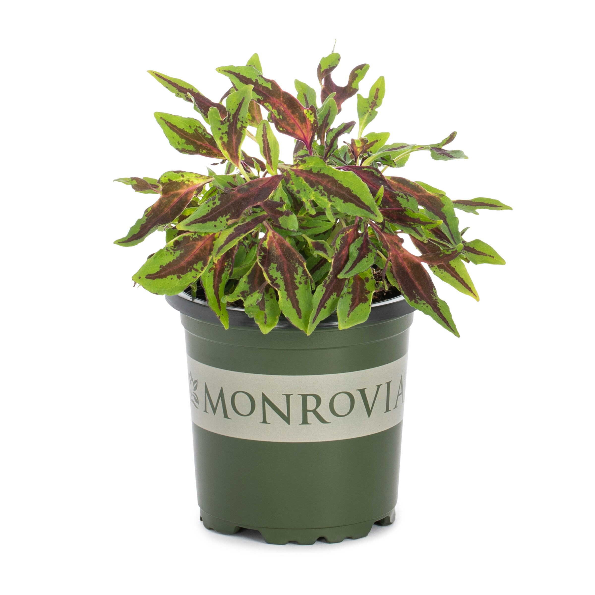 Monrovia 213756 annuals - View #13