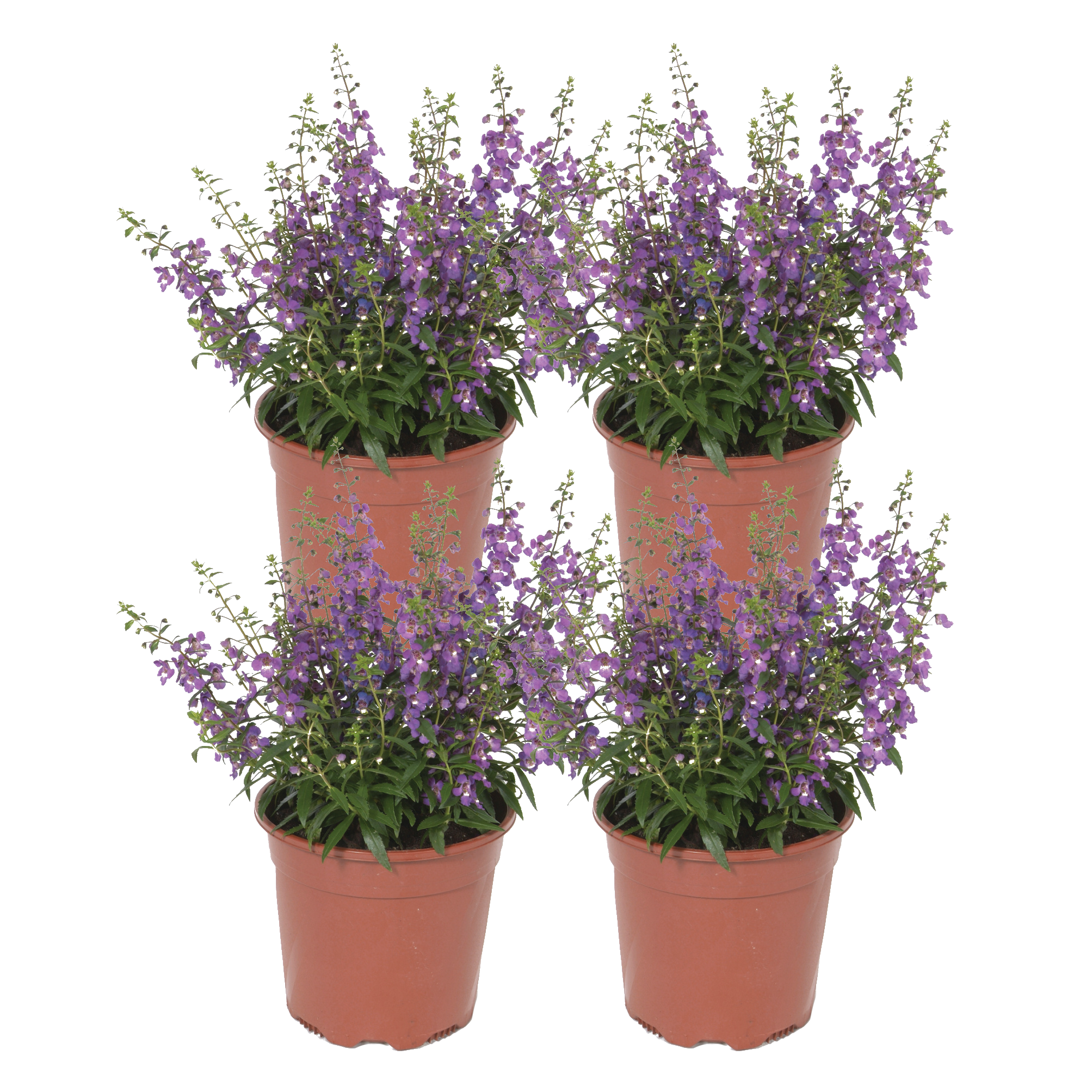 Costa Farms CO.1QTANGE.1.PR.PK4 Purple Angelonia in 1-Quart Pot