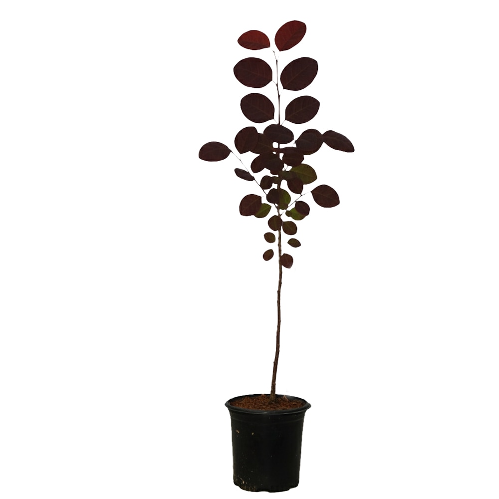 Southern Planters 5 -Gallon Royal Purple Smoke Tree Feature Shrub 1 -Pack
