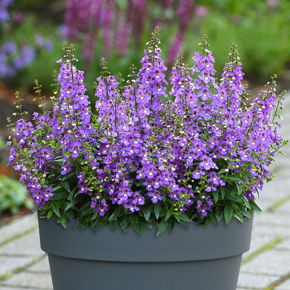 Altman Plants 0881215 annuals - View #5