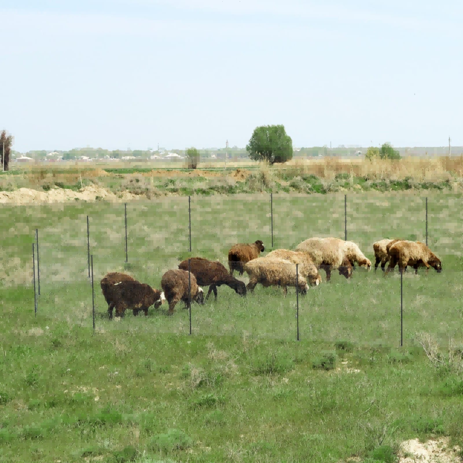 Esazn LYSTY-TSL-250-BR-BL Rolled-Fence - View #5