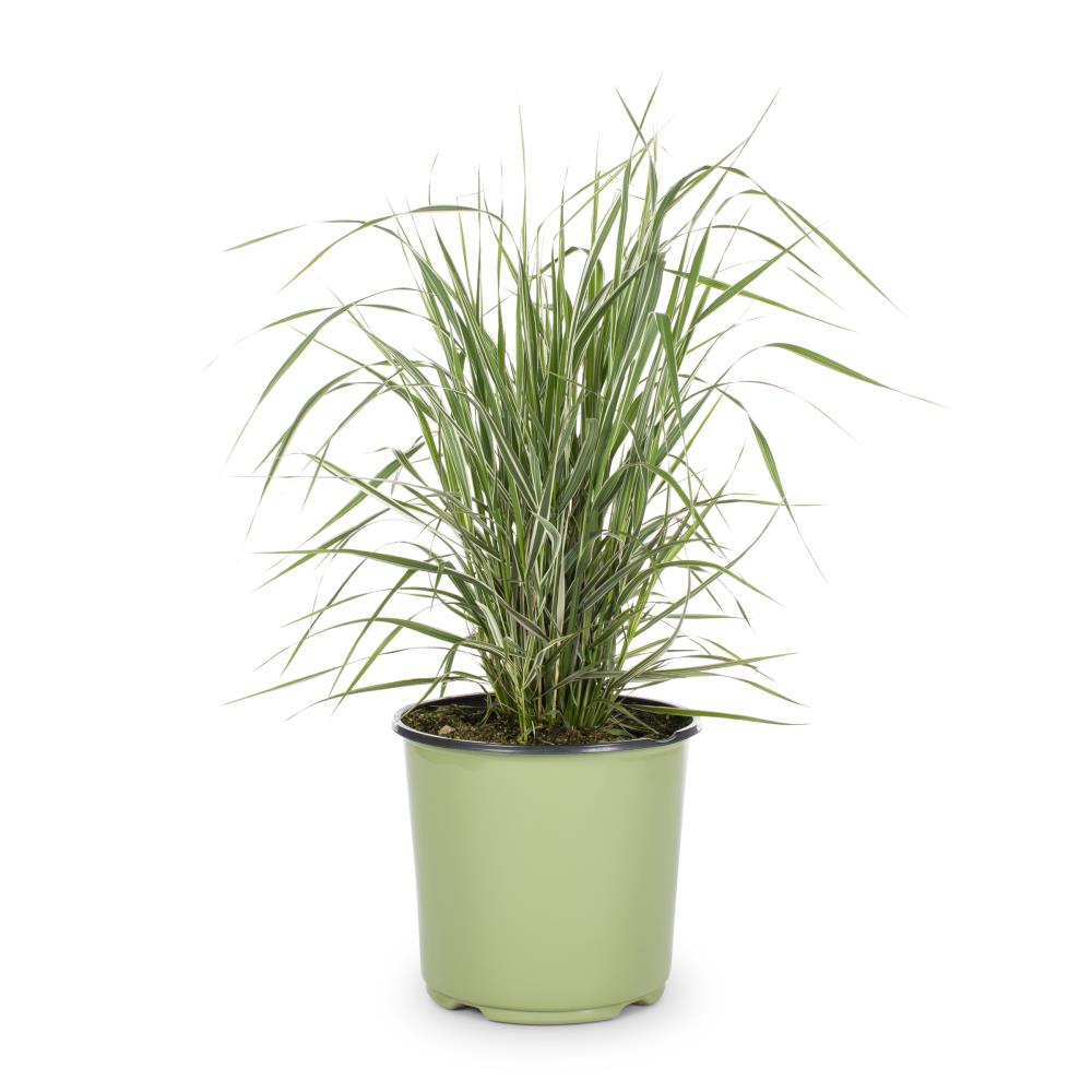 Lowe's 1.5-Gallon (s) Feather Reed Grass in Pot in the Ornamental ...