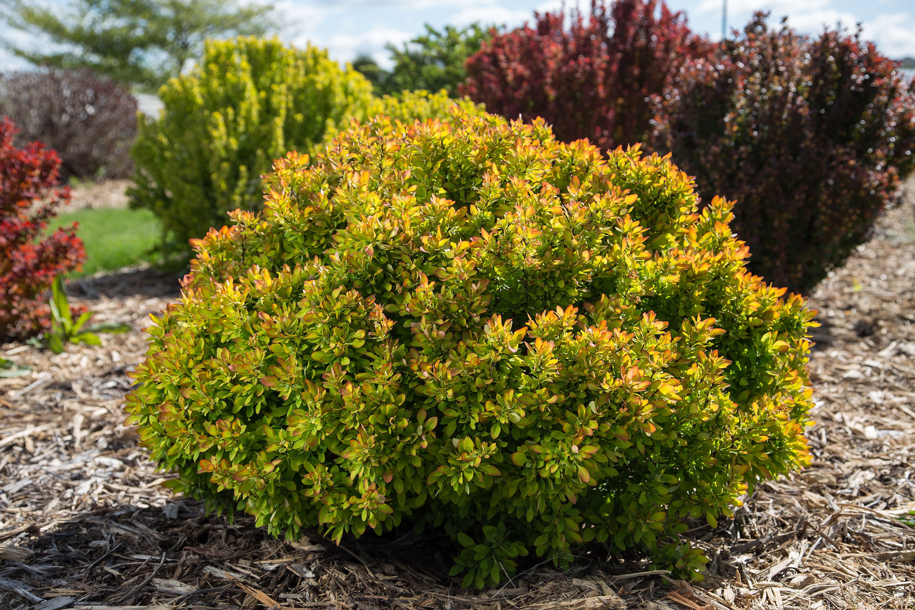 Lowe's NURSERY First Editions Limoncello Barberry Foundation/Hedge Shrub in 2-Gallon Pot