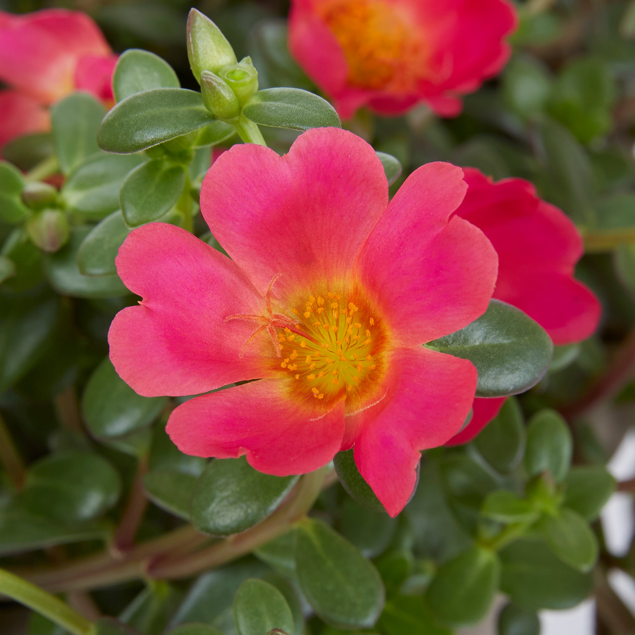 Metrolina Greenhouses 78916 annuals - View #2