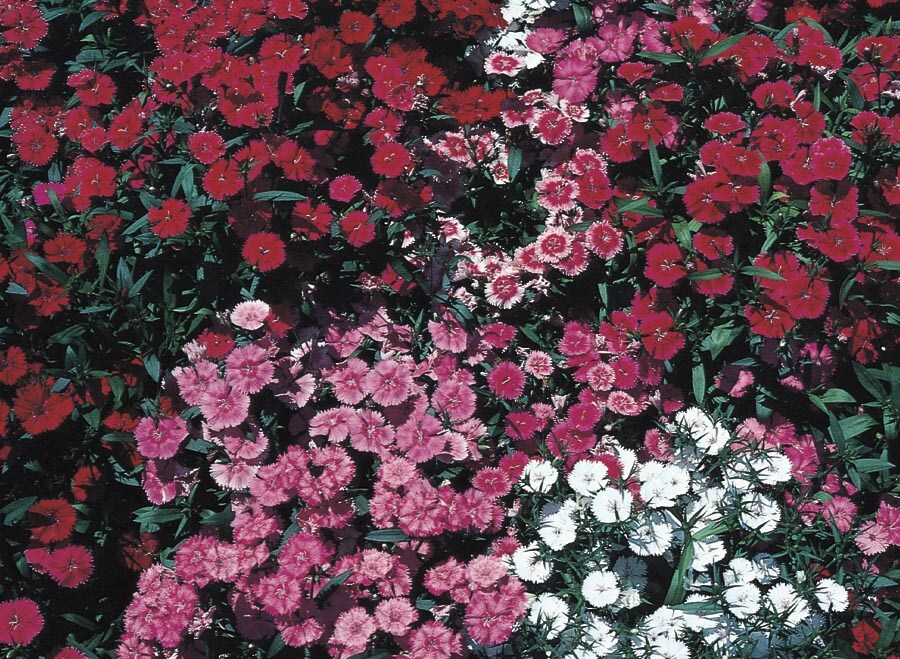 Lowe's NURSERY Multicolor Dianthus Plant in -Gallon Pot