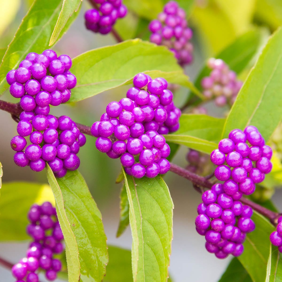 Is beautyberry best sale poisonous to dogs