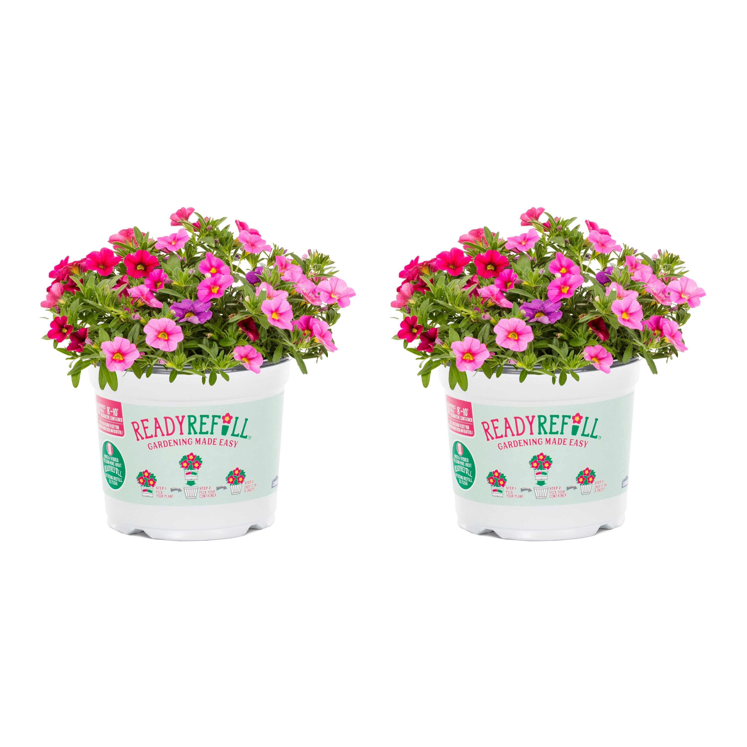 Ready Refill Multicolor Calibrachoa in 3-Quart Pot 2-Pack in the ...