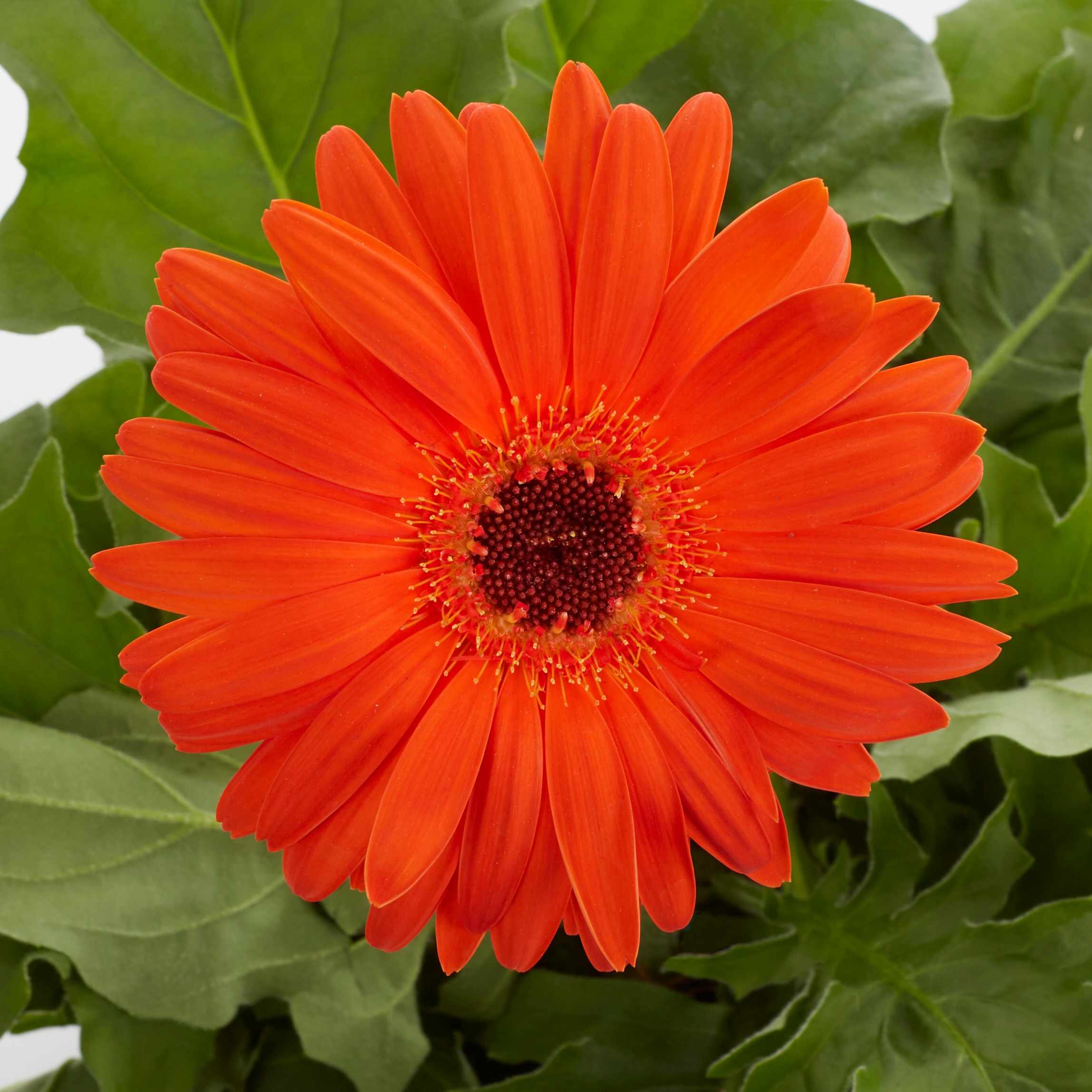 Monrovia 79162 annuals - View #2