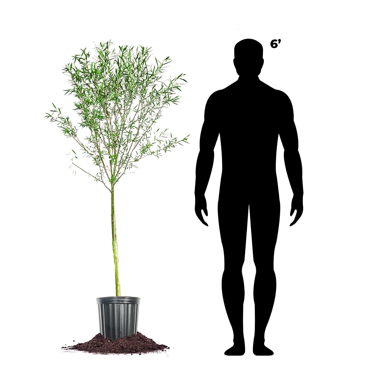 Perfect Plants LOWEEPINGWILLOW4-5FT trees - View #4