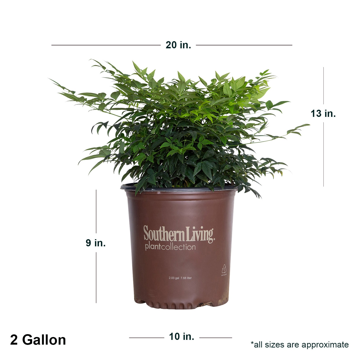 Southern Living Plant Collection 43162TSL-1 shrubs - View #12