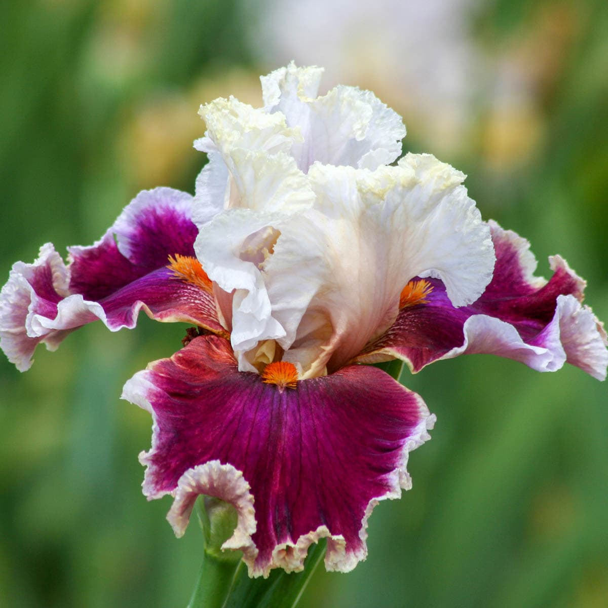 Spring Hill Nurseries 80846 Multicolor Breezin Bearded Iris Plant in 1-Pack Bareroot