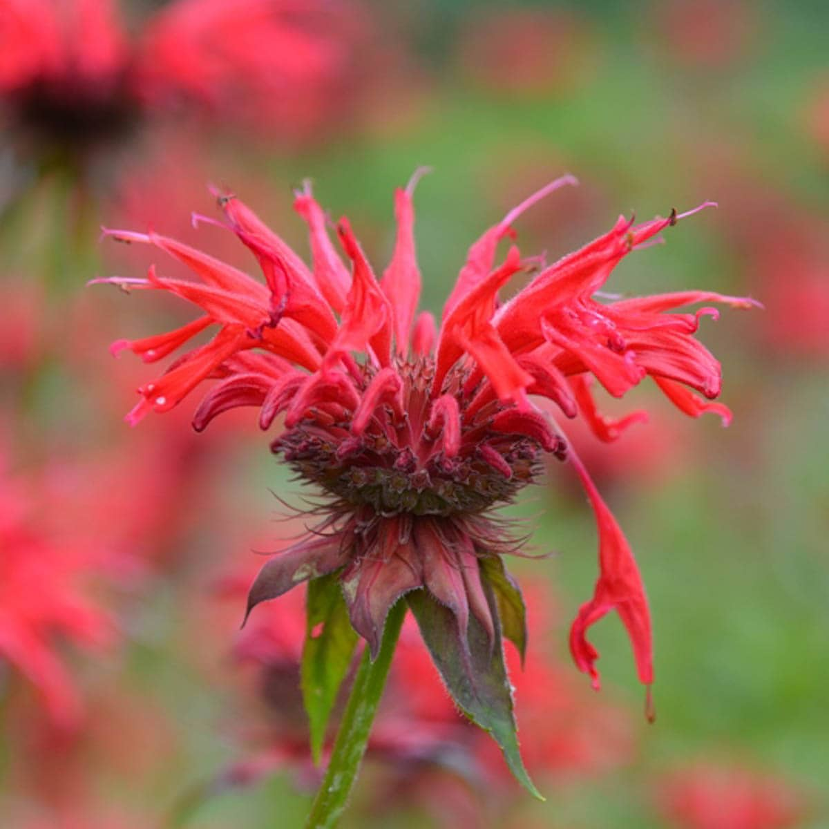 Breck's Red Cherry Pops Bee Balm Dormant Perennial Plant in 1-Pack ...