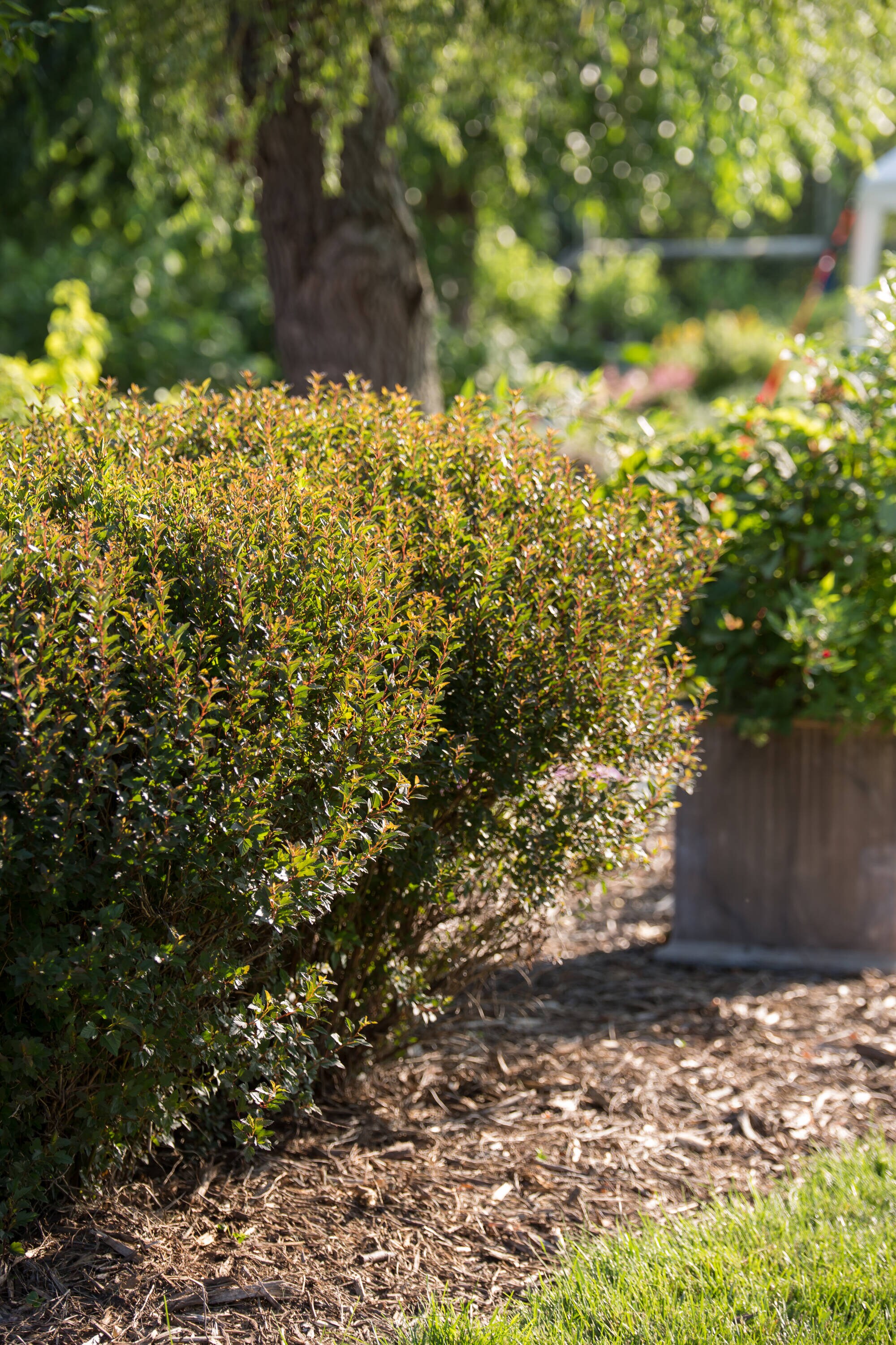 Lowe's NURSERY shrubs - View #5