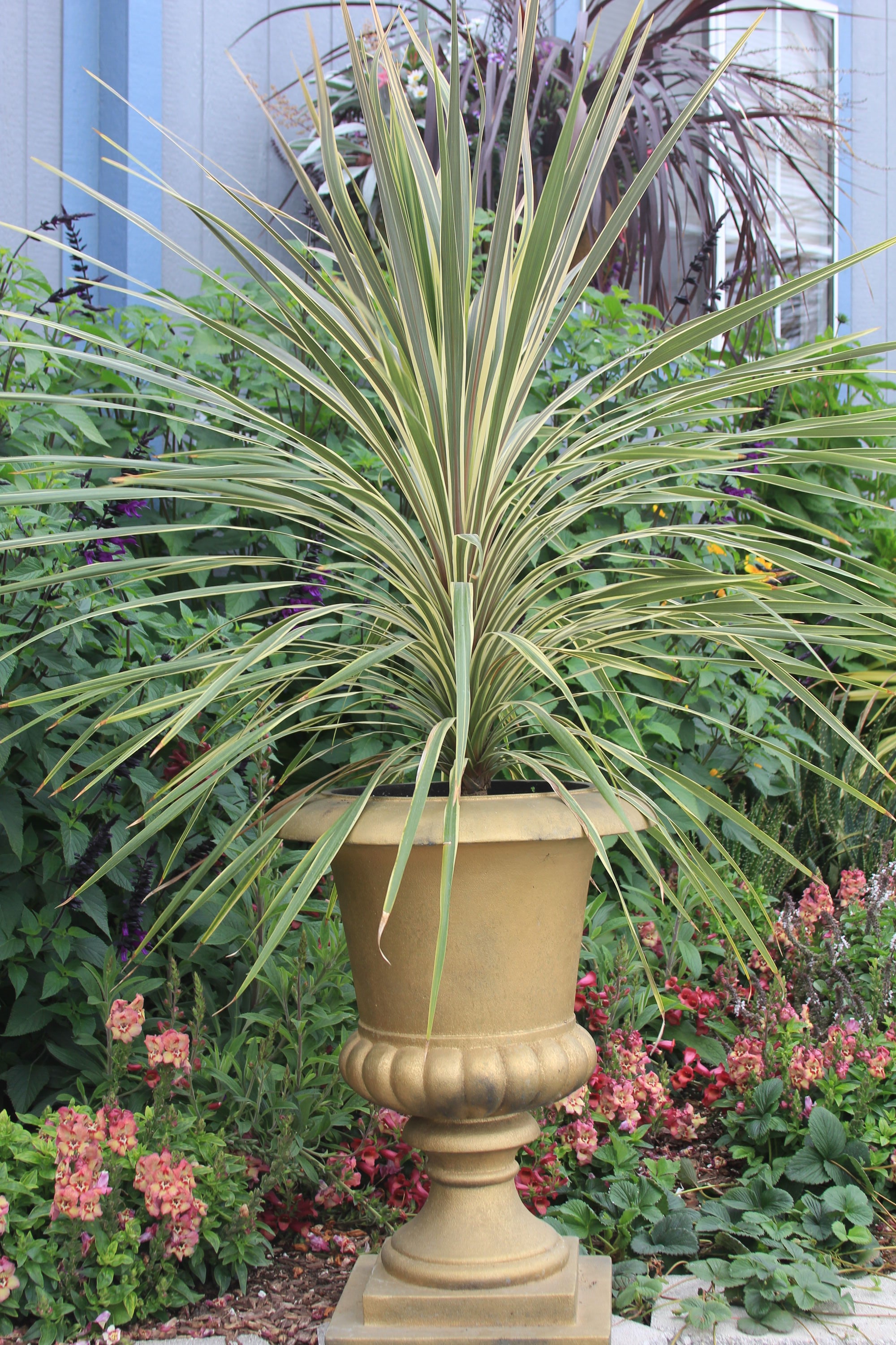  1255 perennials - View #3