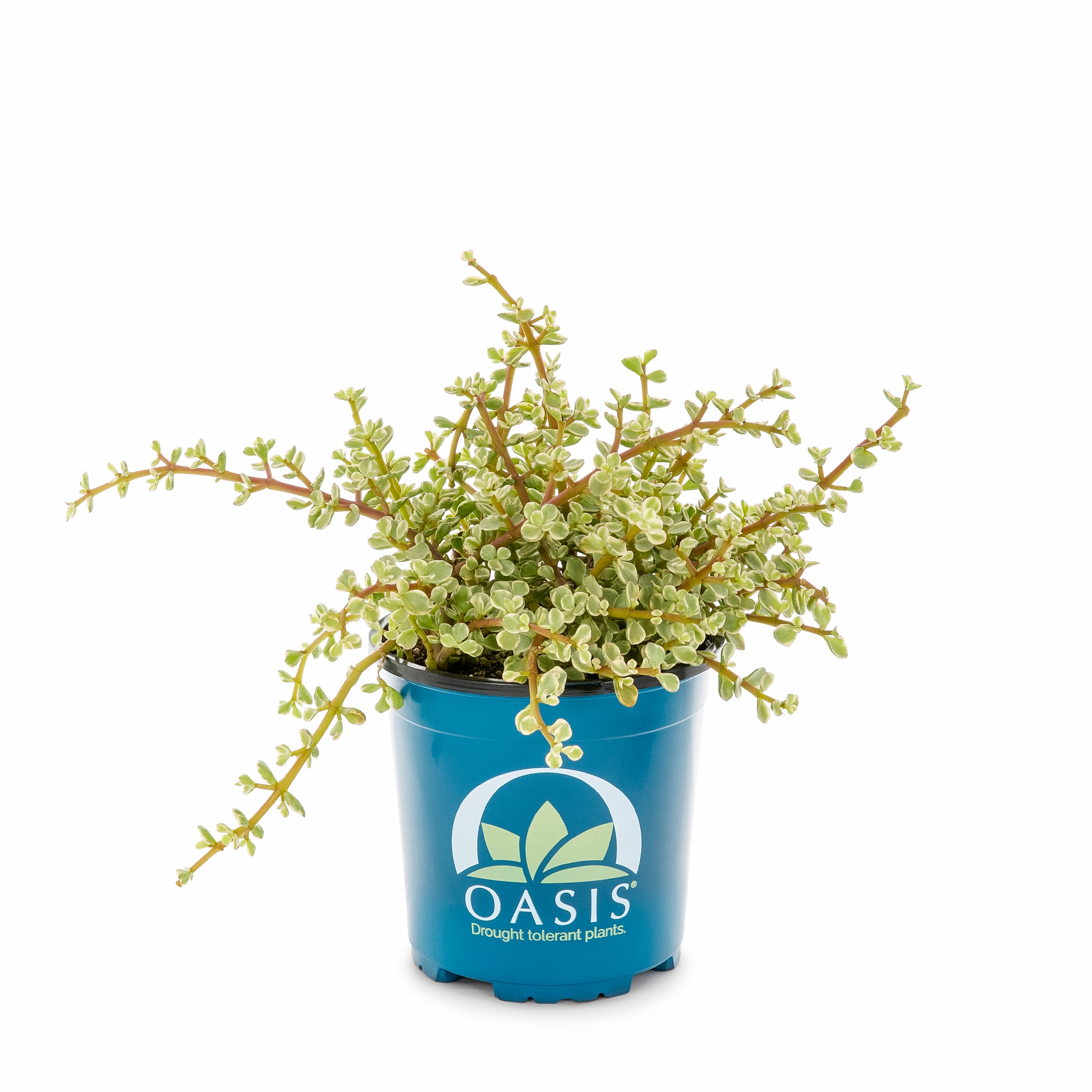 Lowe's 937396 Cacti-Succulents - View #3