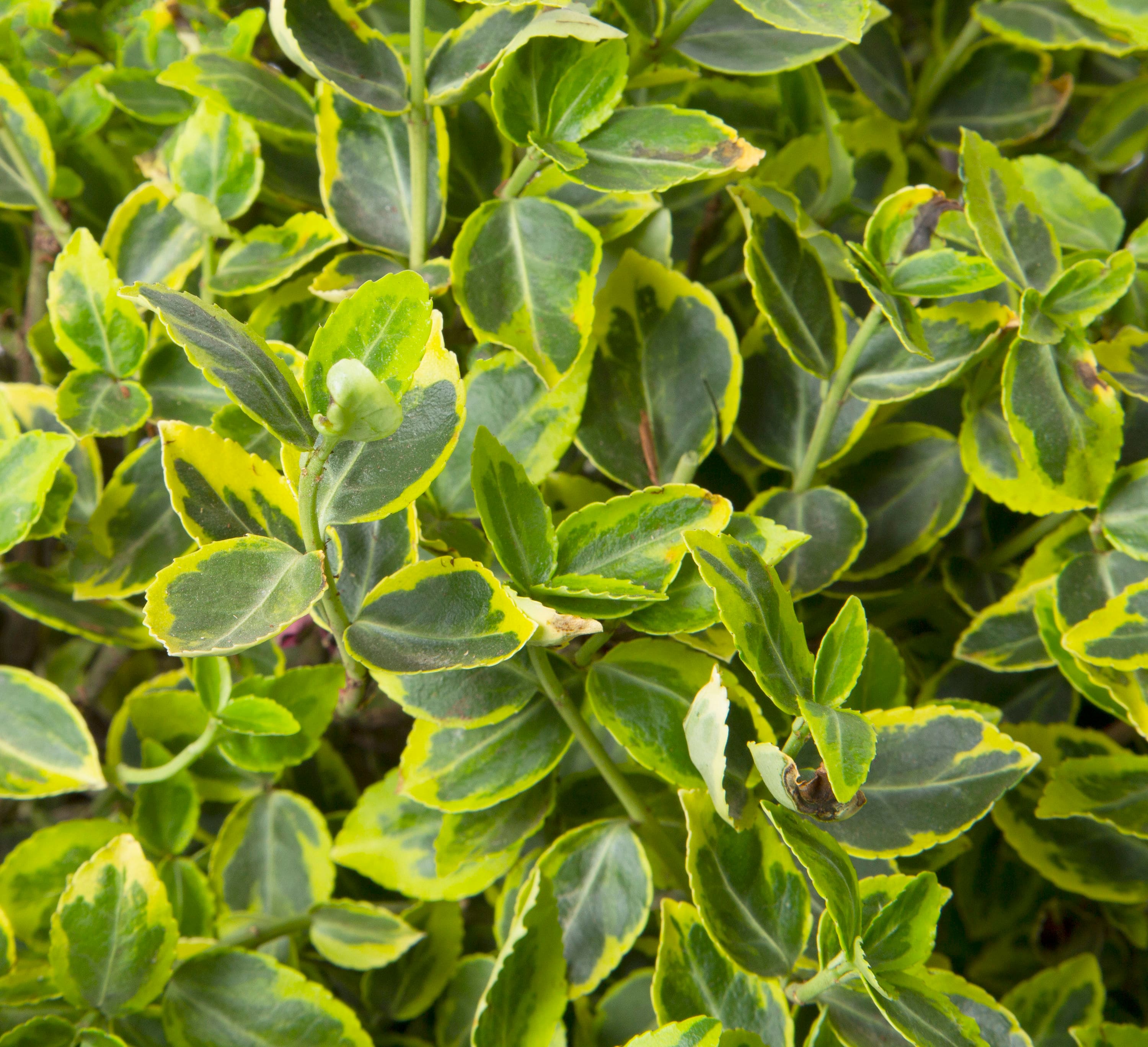  O232501 shrubs - View #2