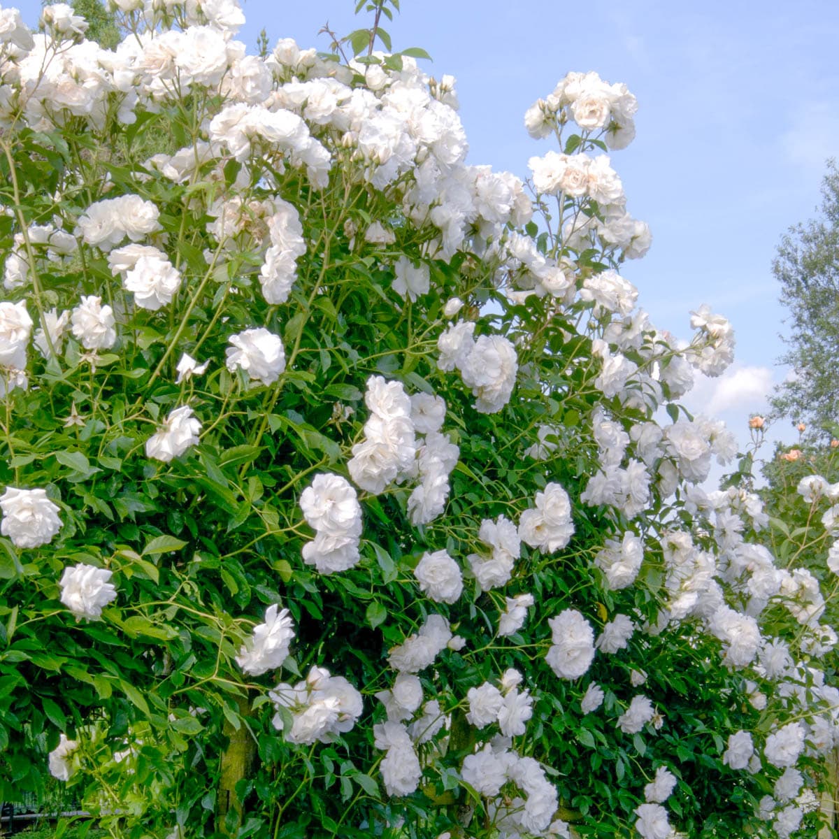 Spring Hill Nurseries 88140 roses - View #4