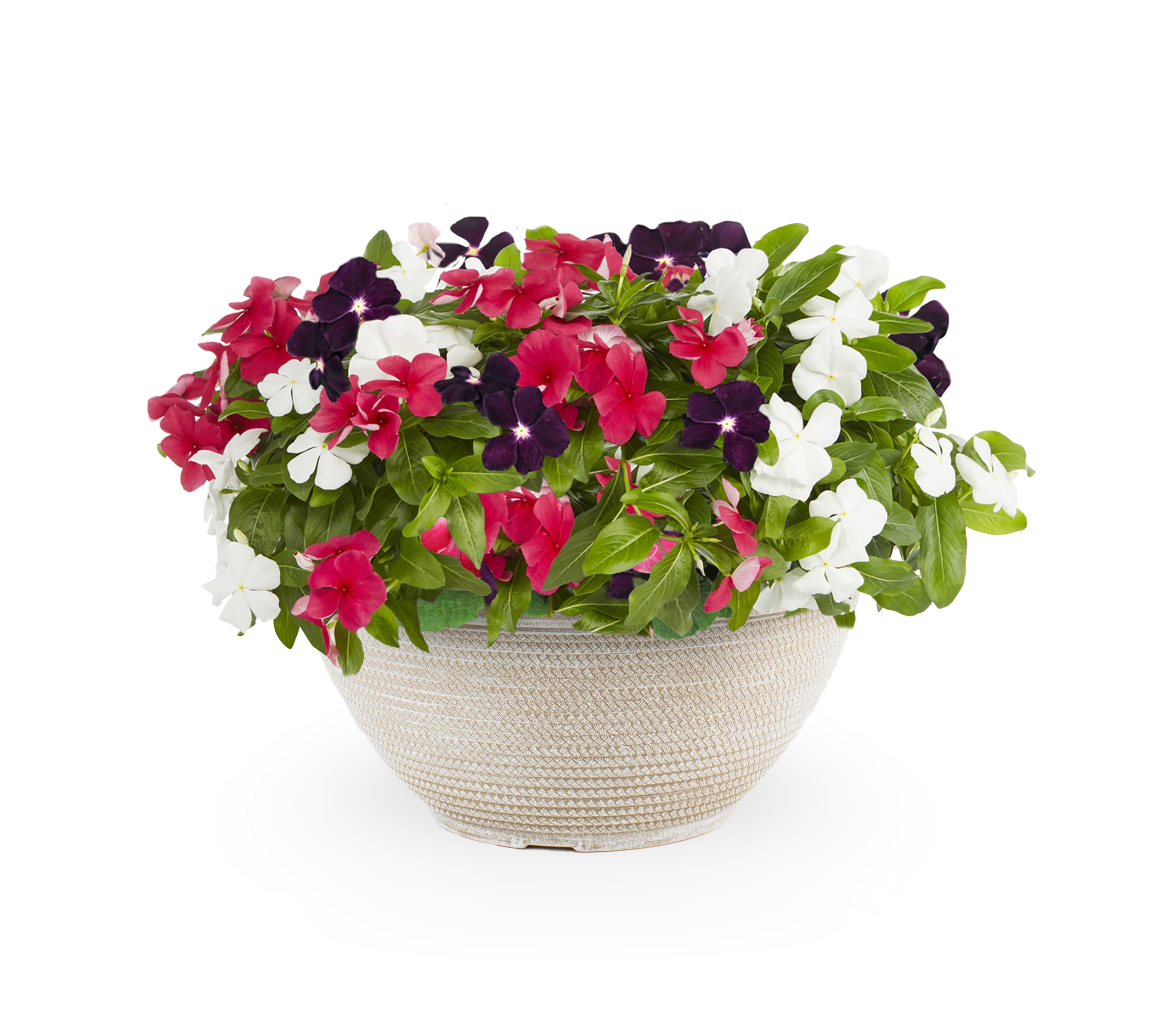 Lowe's NURSERY Multicolor Vinca in 2-Gallon Planter