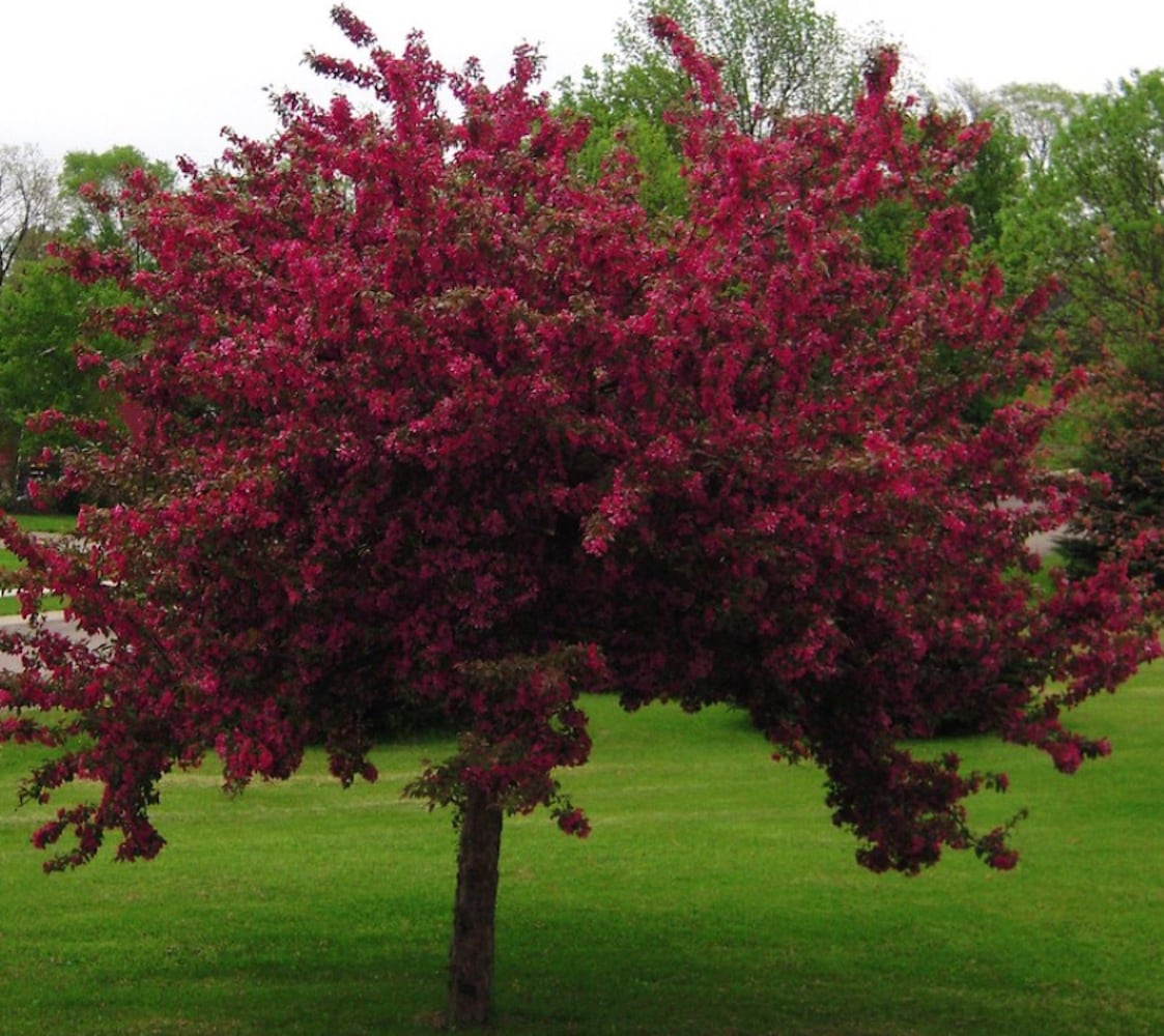  NURSERY 12.07-Gallon Pink Flowering Indaina Summer Crabapple In Pot (With Soil)