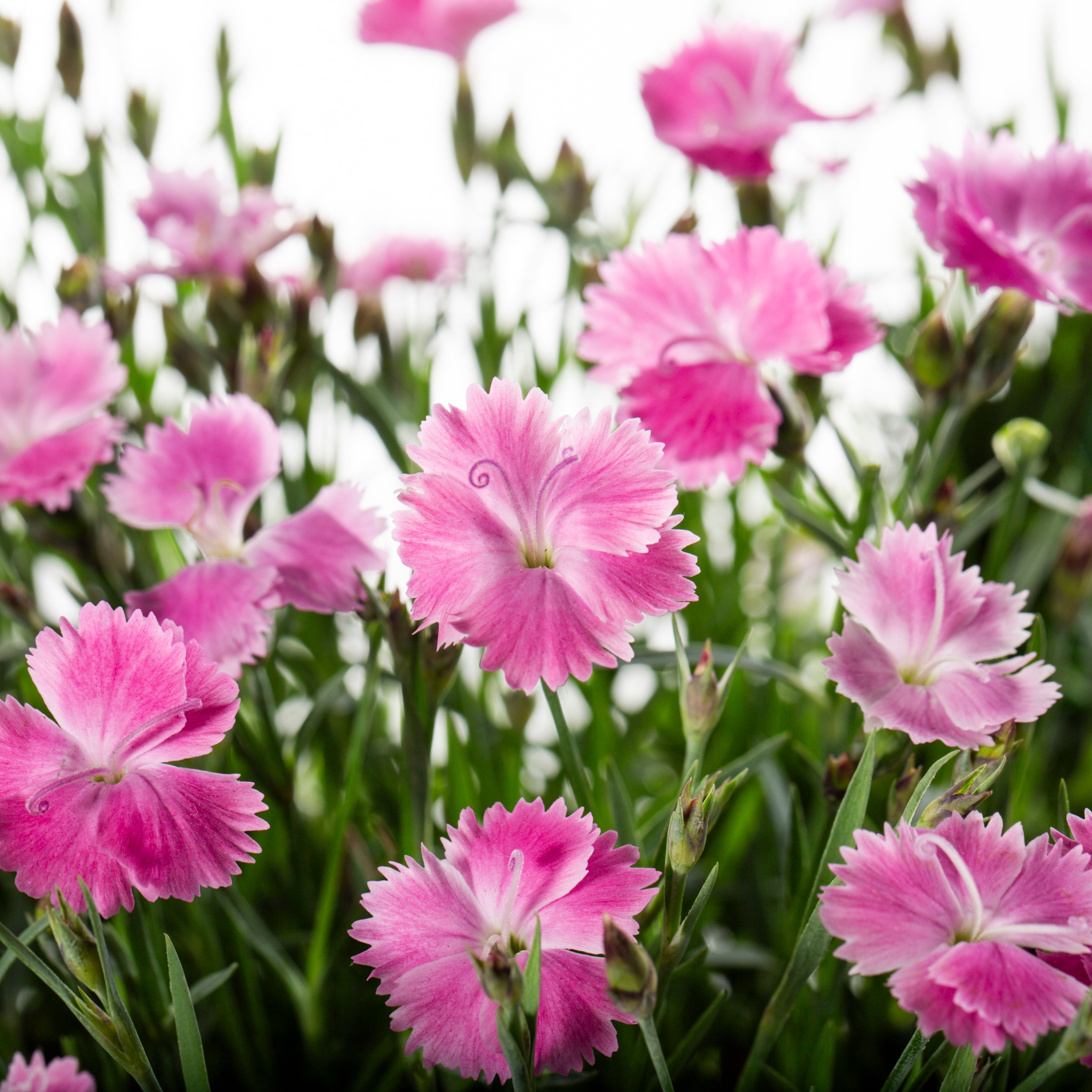 Lowe's NURSERY annuals - View #2