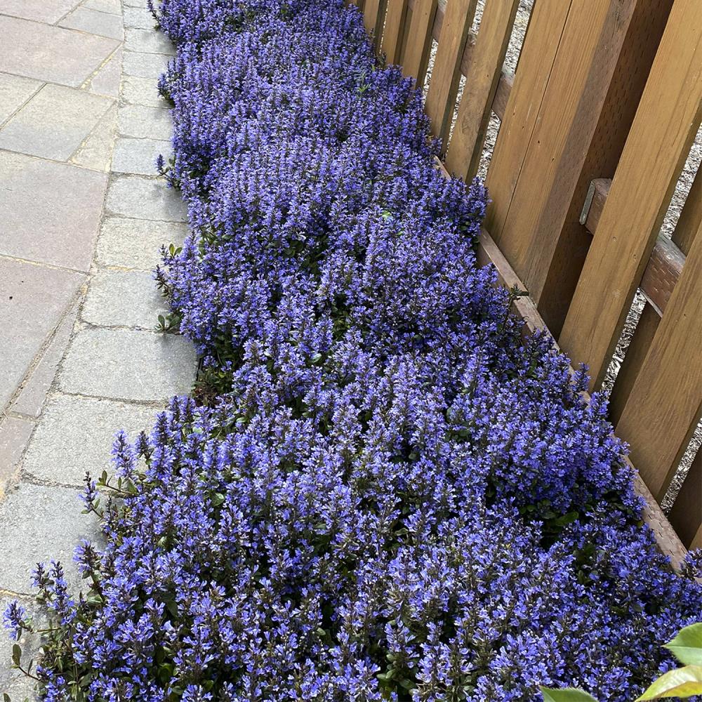 Spring Hill Nurseries 80449 Ground-Cover - View #2
