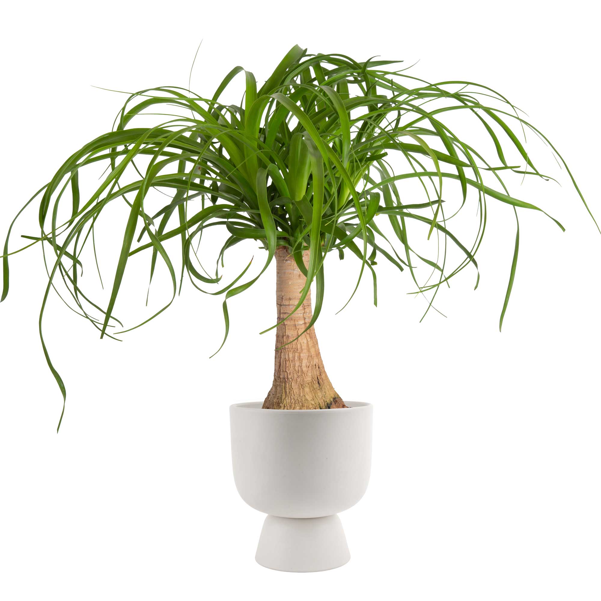 Costa Farms M-PTP-S-BEI-01-LW Easy to Grow Ponytail Palm House plant in 6 Inch(es) Pot 1.0 -Pack