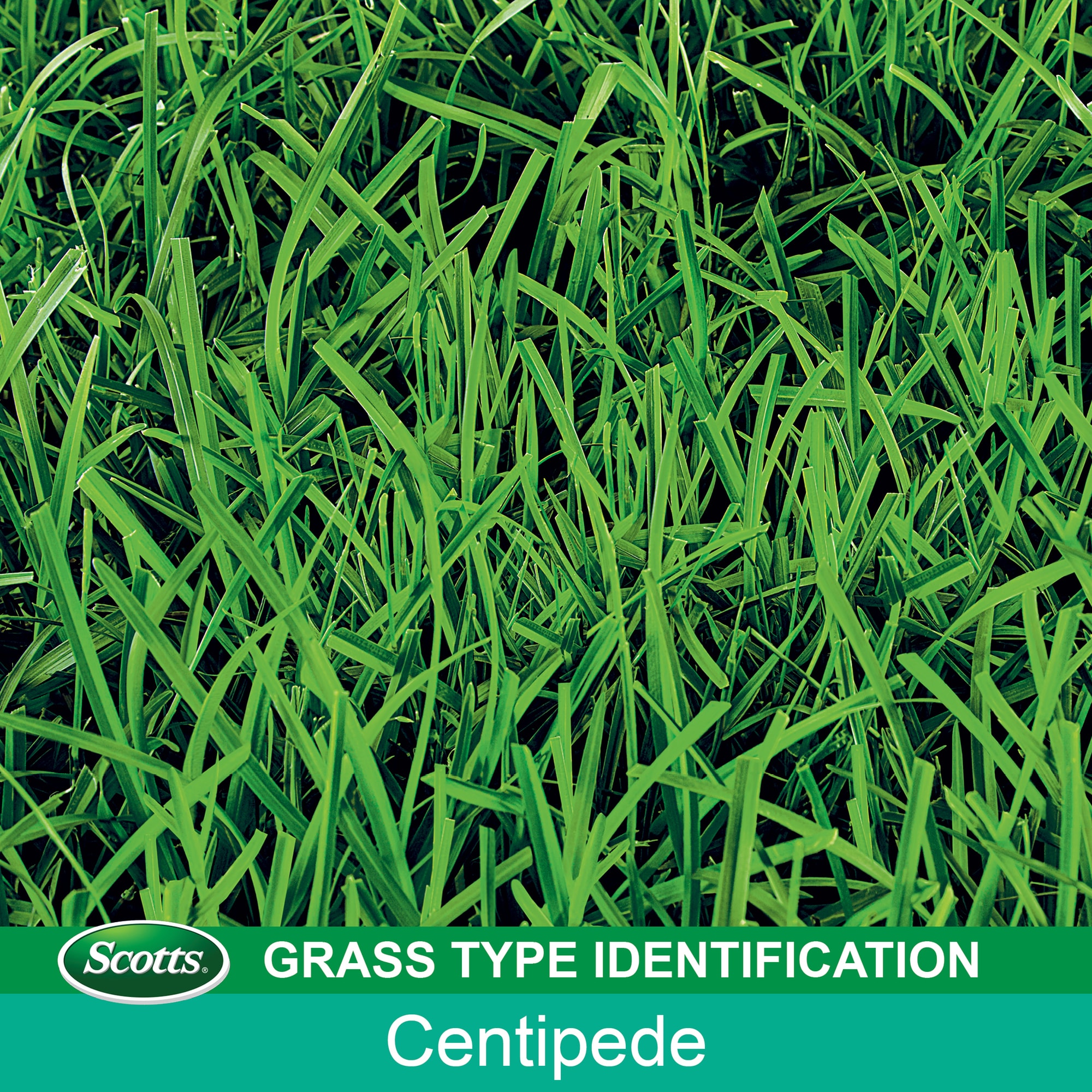 Scotts 17542 Grass-Seed - View #9
