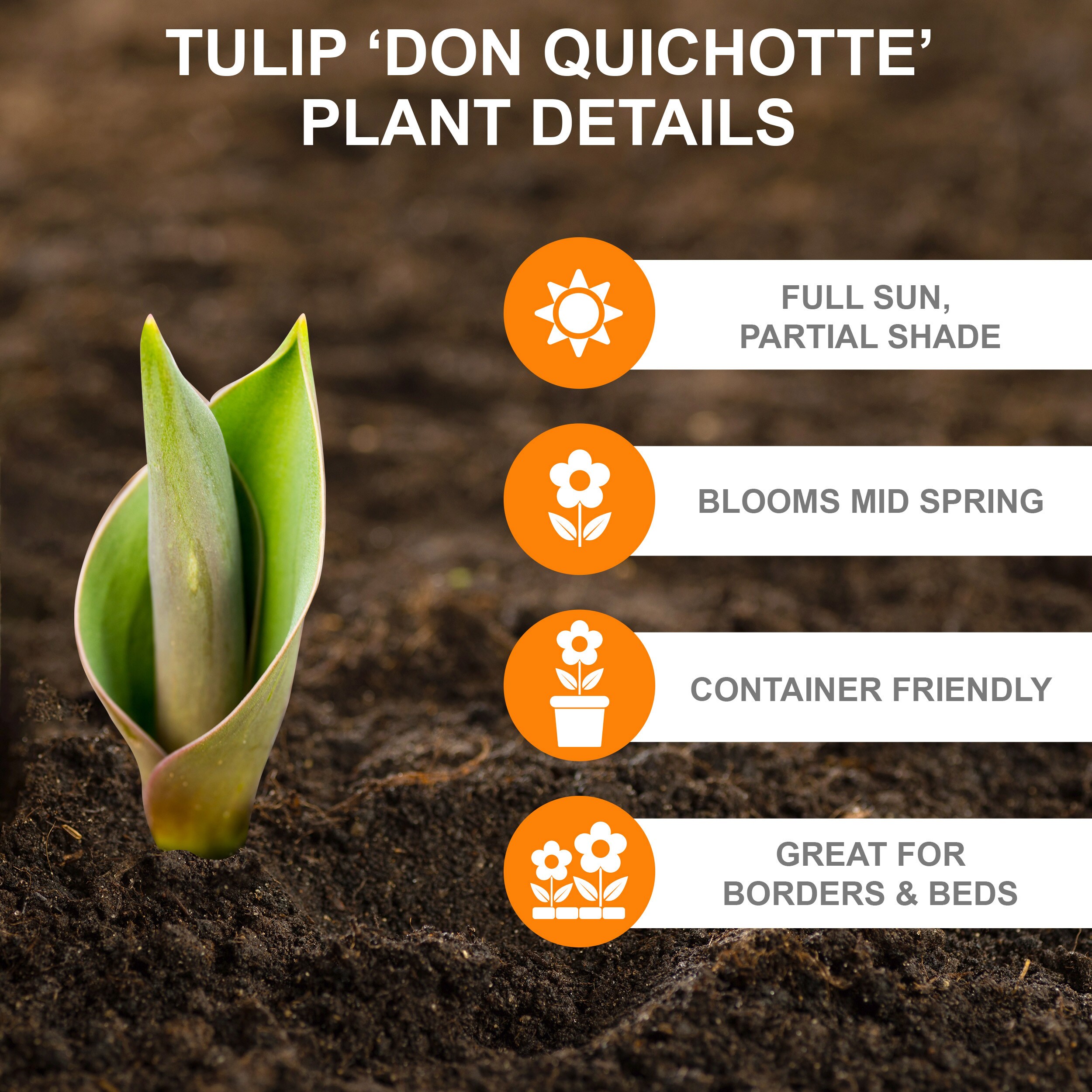 Garden State Bulb ECF-55-50-02 Plant-Bulbs - View #2