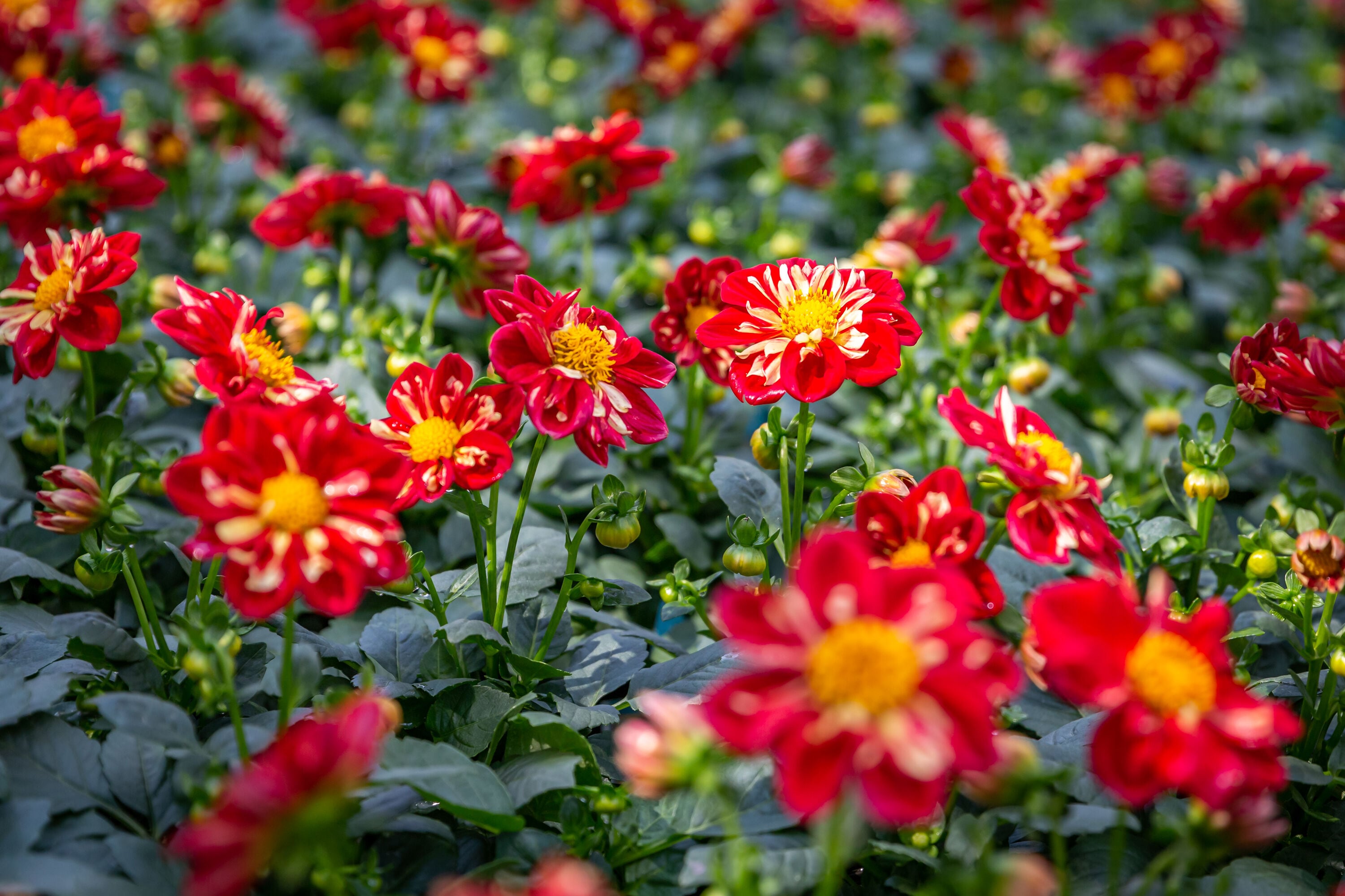 Monrovia 4817 annuals - View #3
