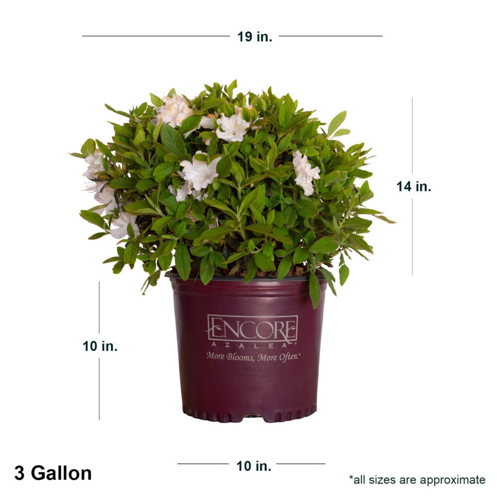 Encore Azalea 80443-1 shrubs - View #8