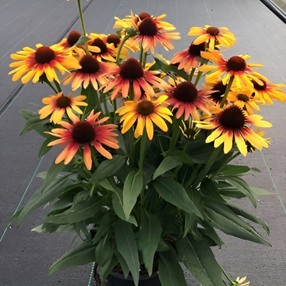 Monrovia 5992884 Orange Sunseeker Tequila Sunrise Coneflower Plant in 2 -Quart Pot 1 -Pack