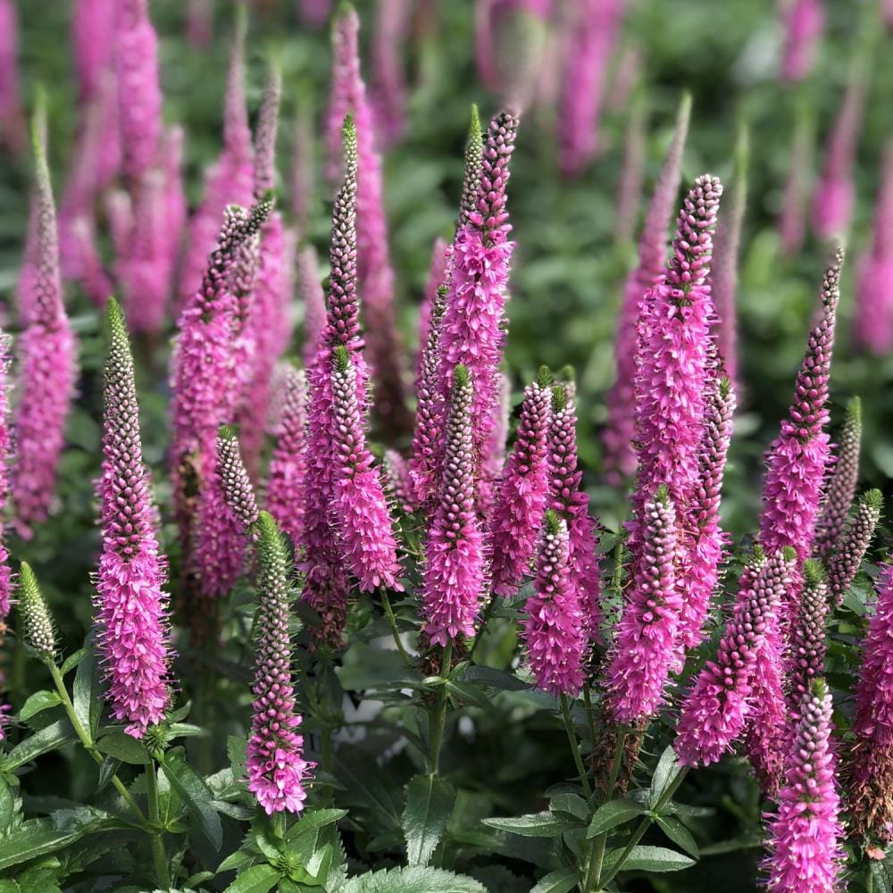 Lowe's Multicolor Veronica in 2.5-Quart Pot in the Perennials