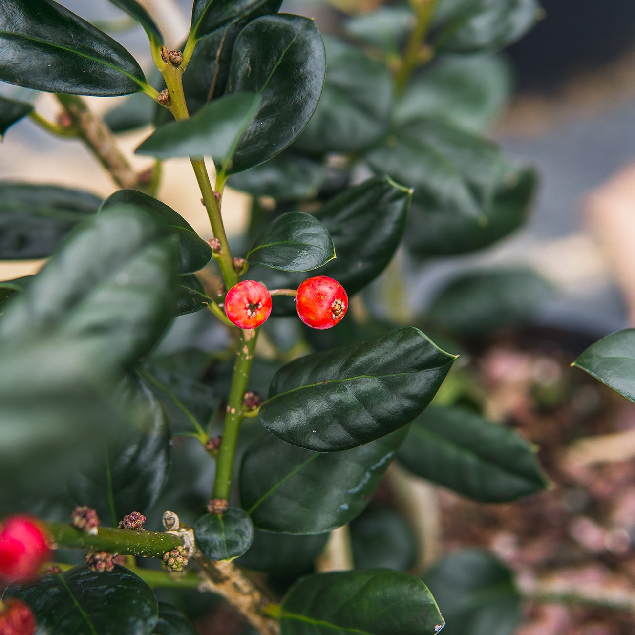Perfect Plants LONELLIESTEVENS3G shrubs - View #8