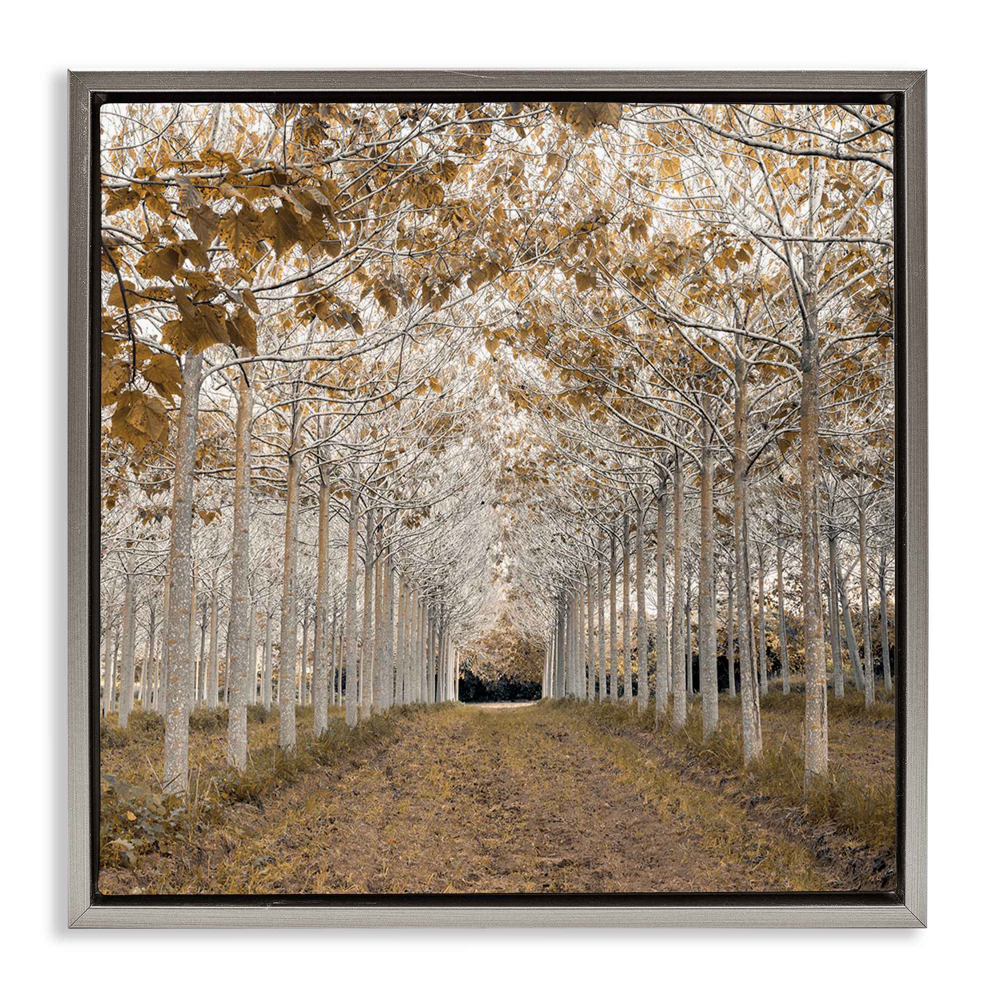 Stupell Industries CA-150-FFL-24X24 White Gold Birch Grove Gray Floating Frame Canvas Art 25 x 25