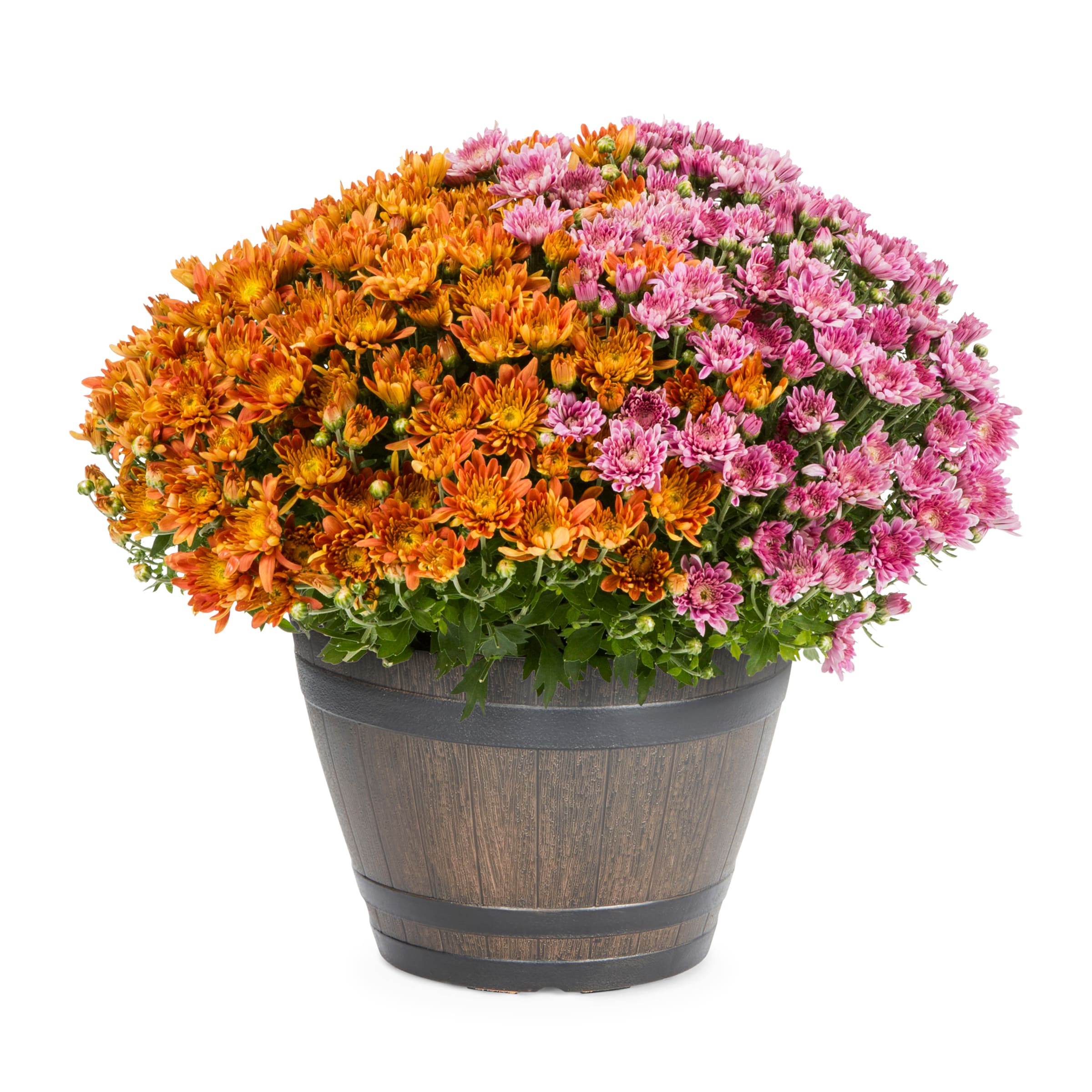 Lowe's 3733959 Multicolor Mum in 1.15-Gallon Planter