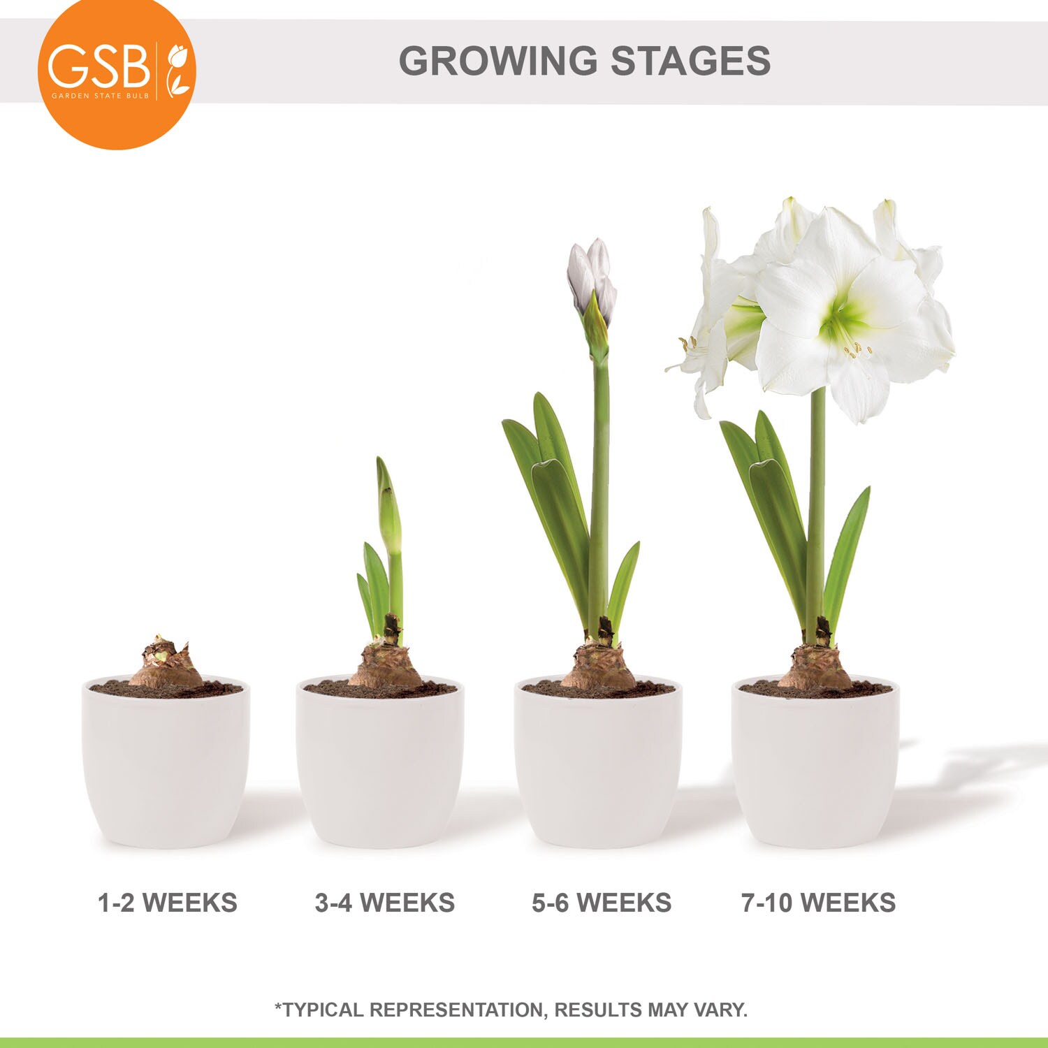 Garden State Bulb ECH-31-03-01 Plant-Bulbs - View #8