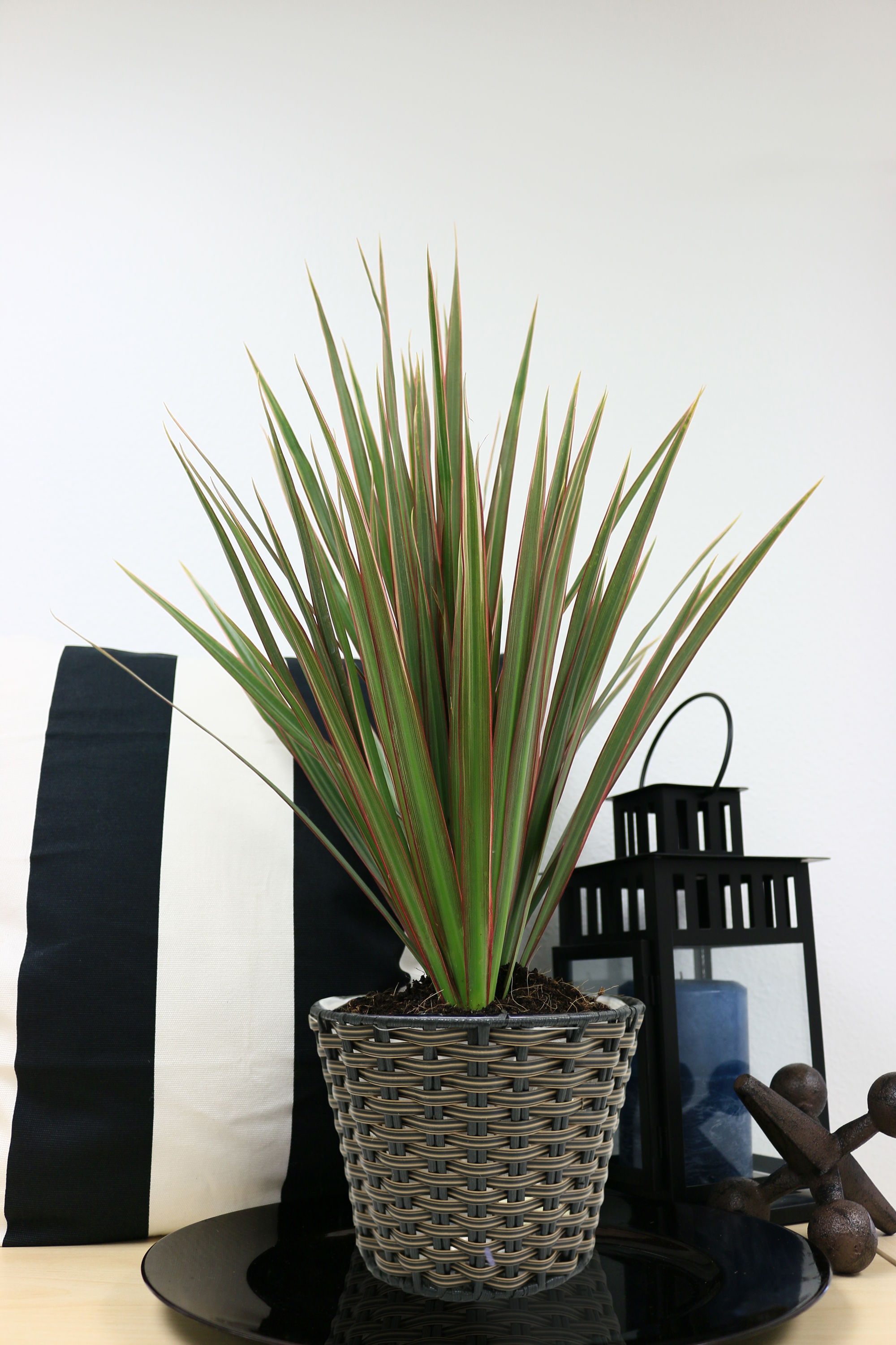 Costa Farms CO.MBC6.1.WEA.BWN hseplants - View #3
