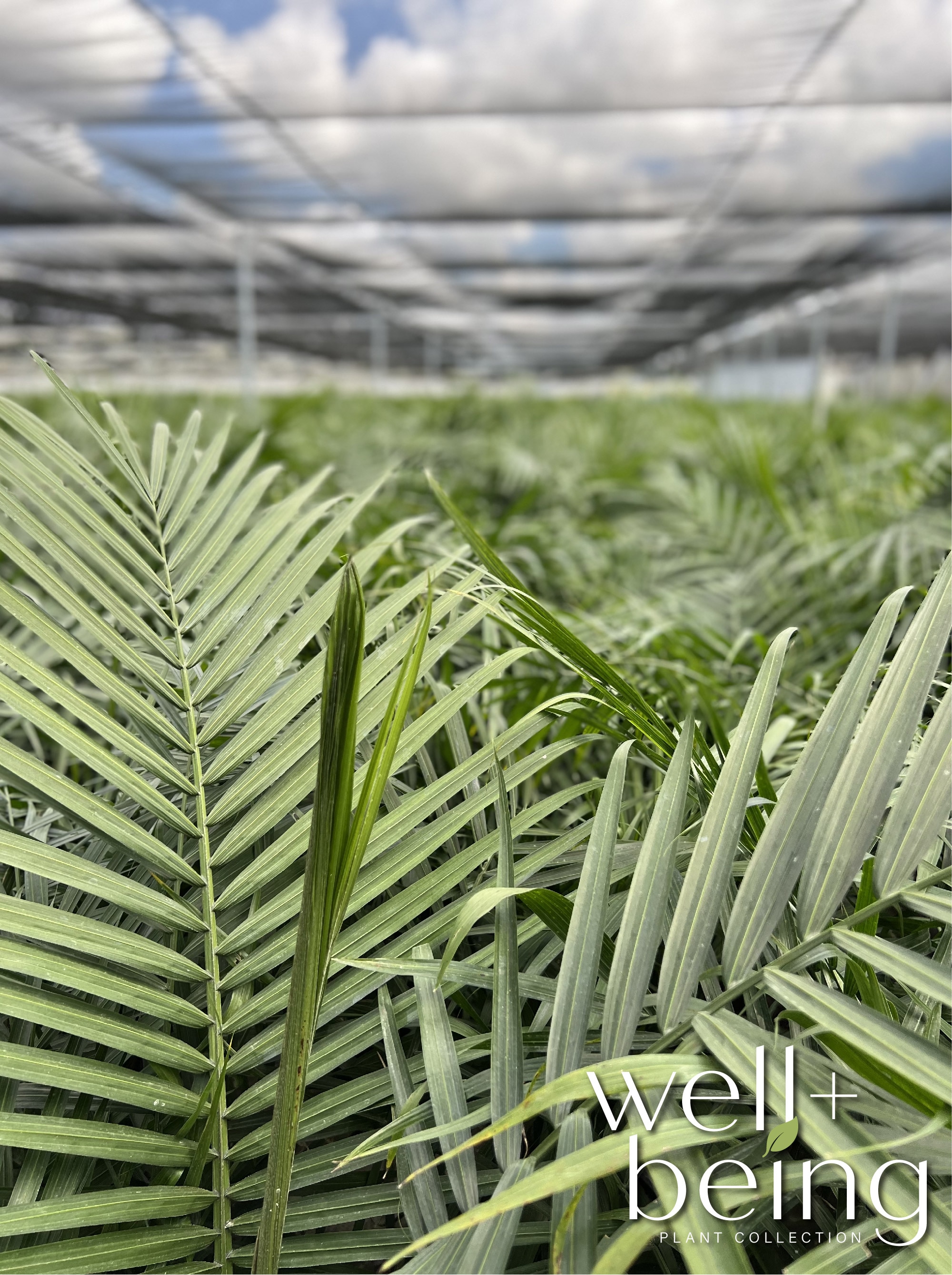  5321 hseplants - View #4