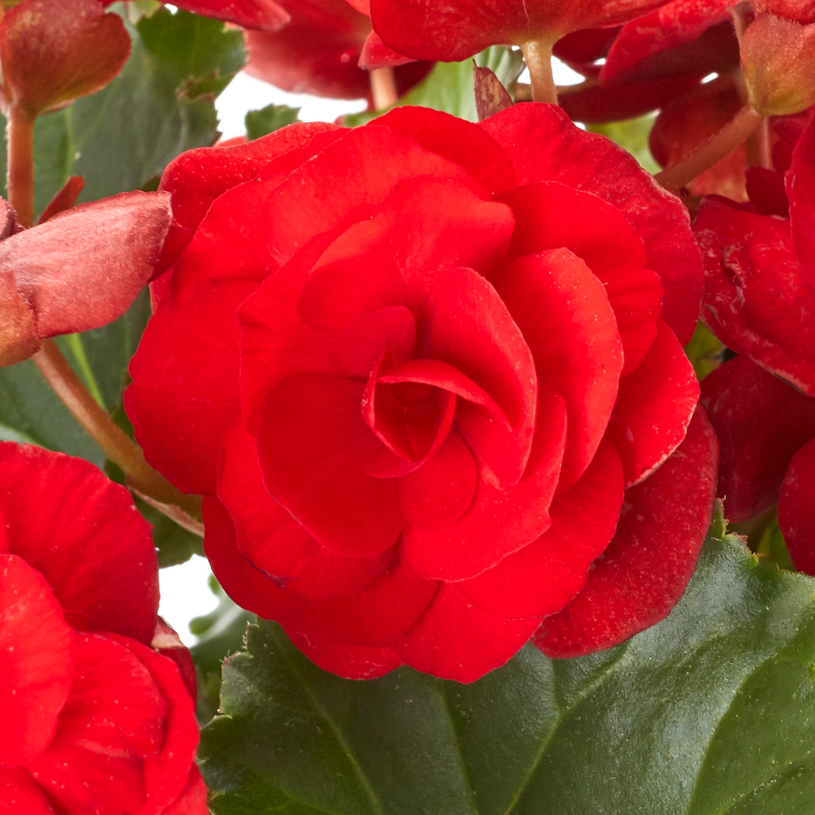 Monrovia 221655 annuals - View #3