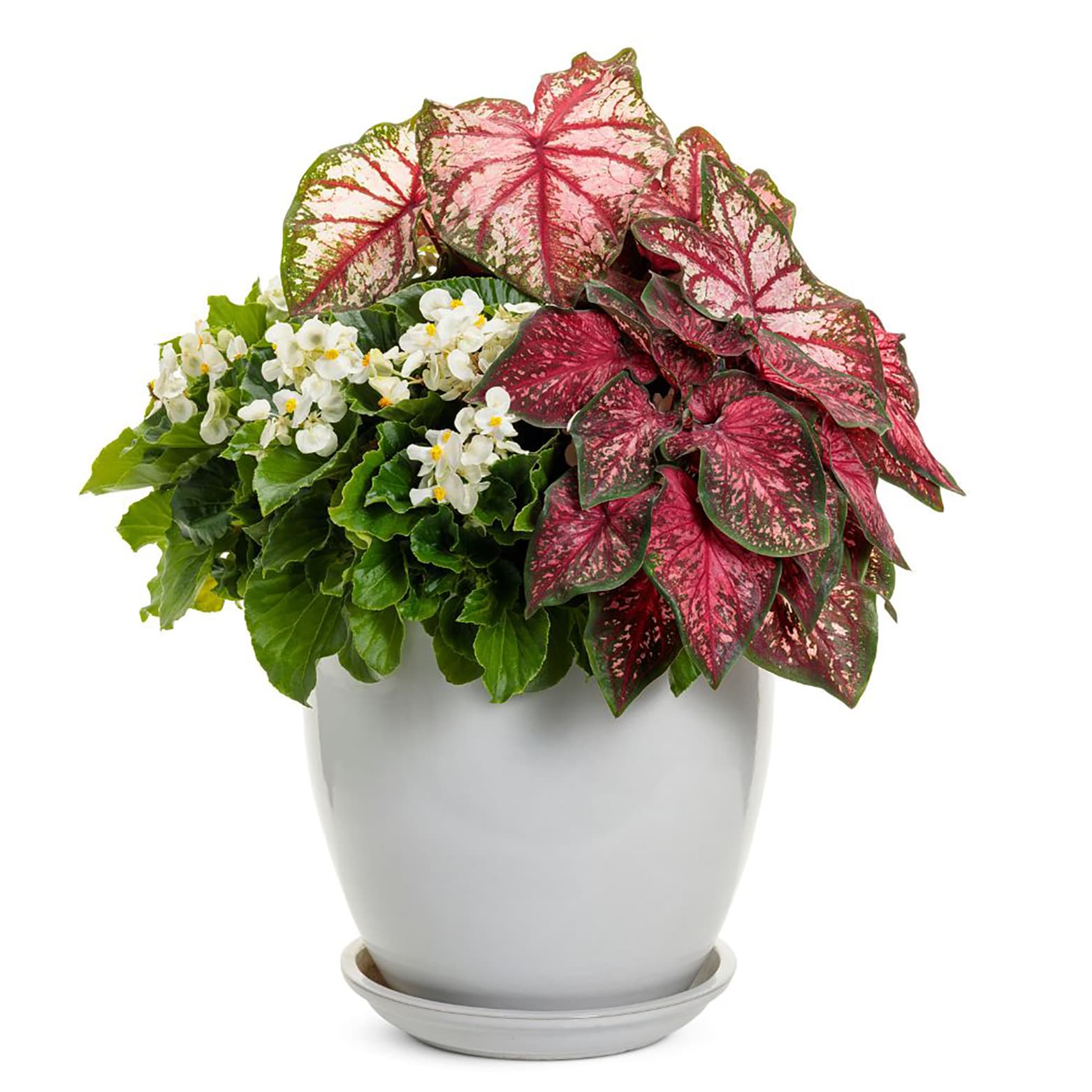 Proven Winners CLDPRW1427800 annuals - View #2