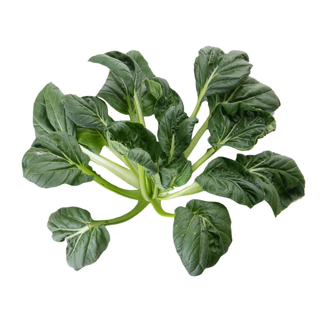 Lettuce Grow 6-Pack of Koji Tatsoi Plants - Fast Growing, Easy to Grow ...