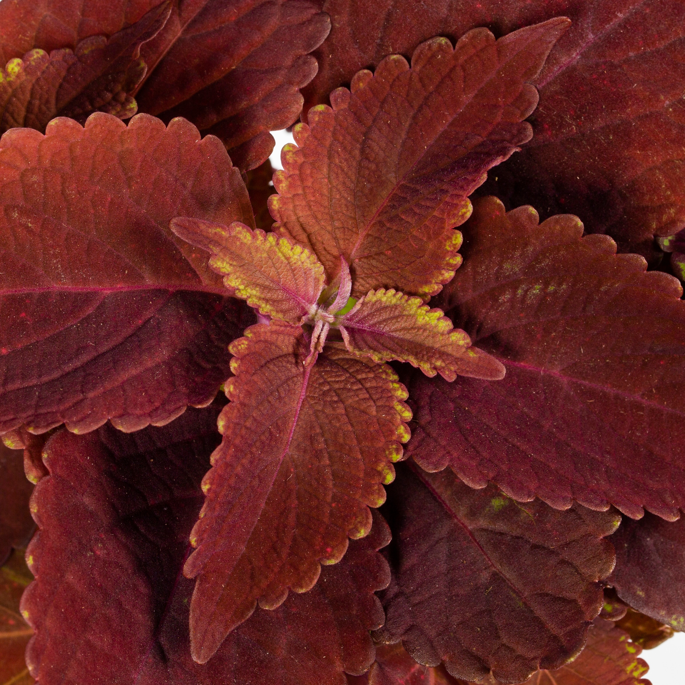 Lowe's NURSERY annuals - View #2