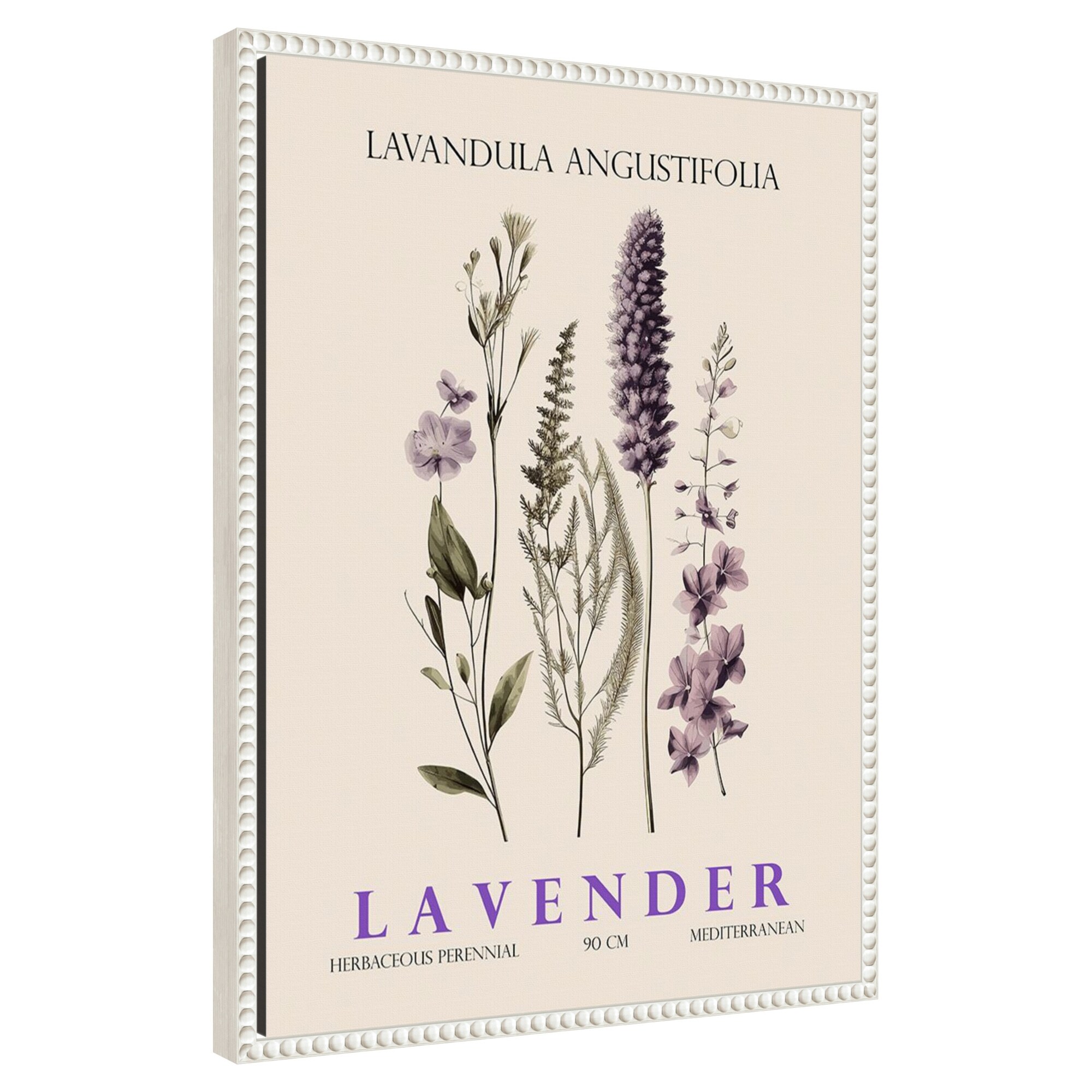 Amanti Art -  Vintage Botanical Lavender No. 2 Illustration by Christopher Giampietro Framed Canv...