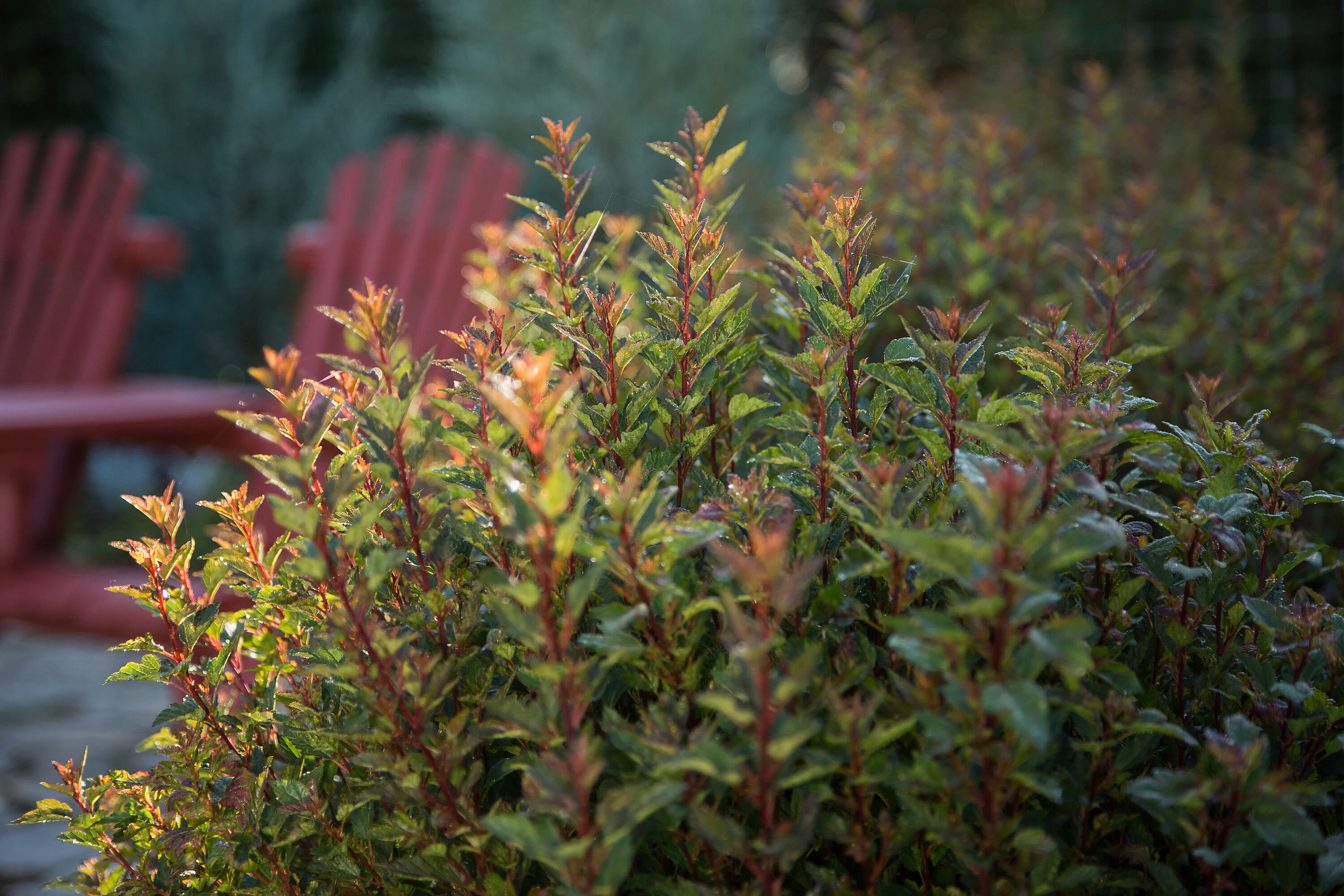 Lowe's NURSERY shrubs - View #11
