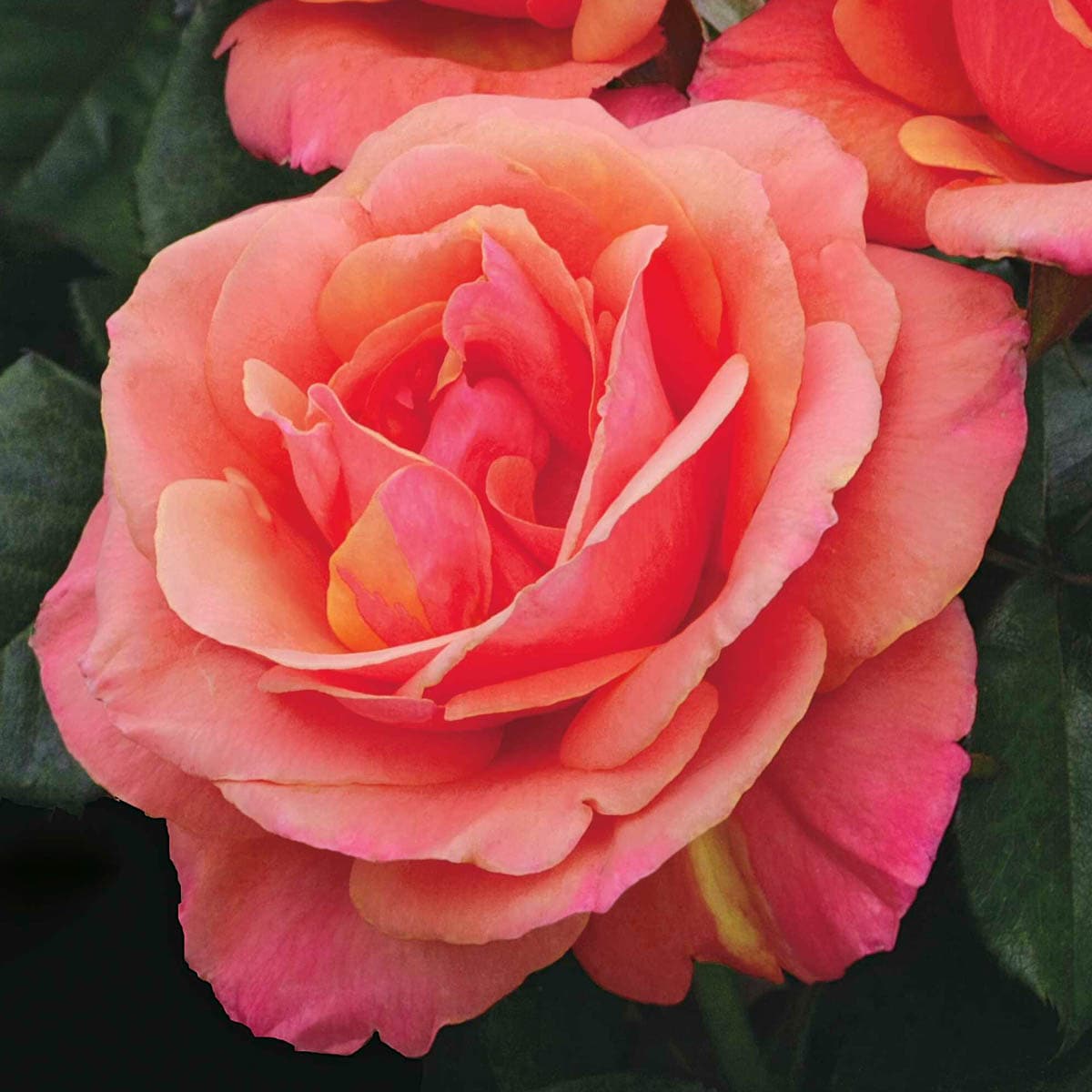 Spring Hill Nurseries 86137 roses - View #3