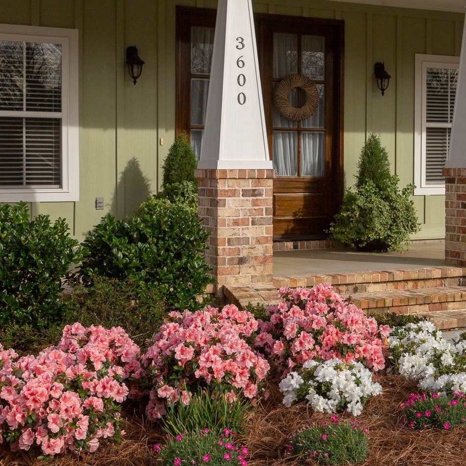 Encore Azalea 80691 shrubs - View #2